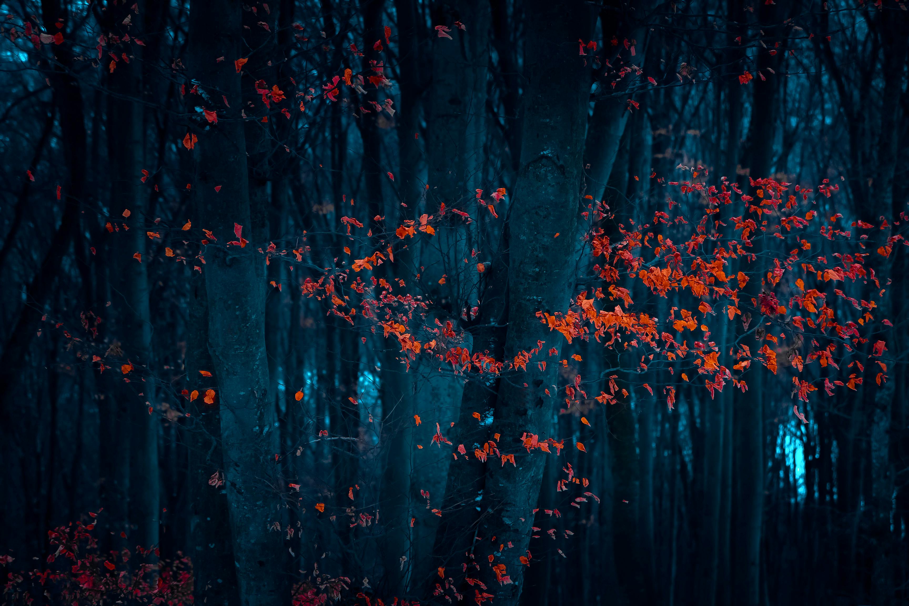 leaves and blue sky · Free