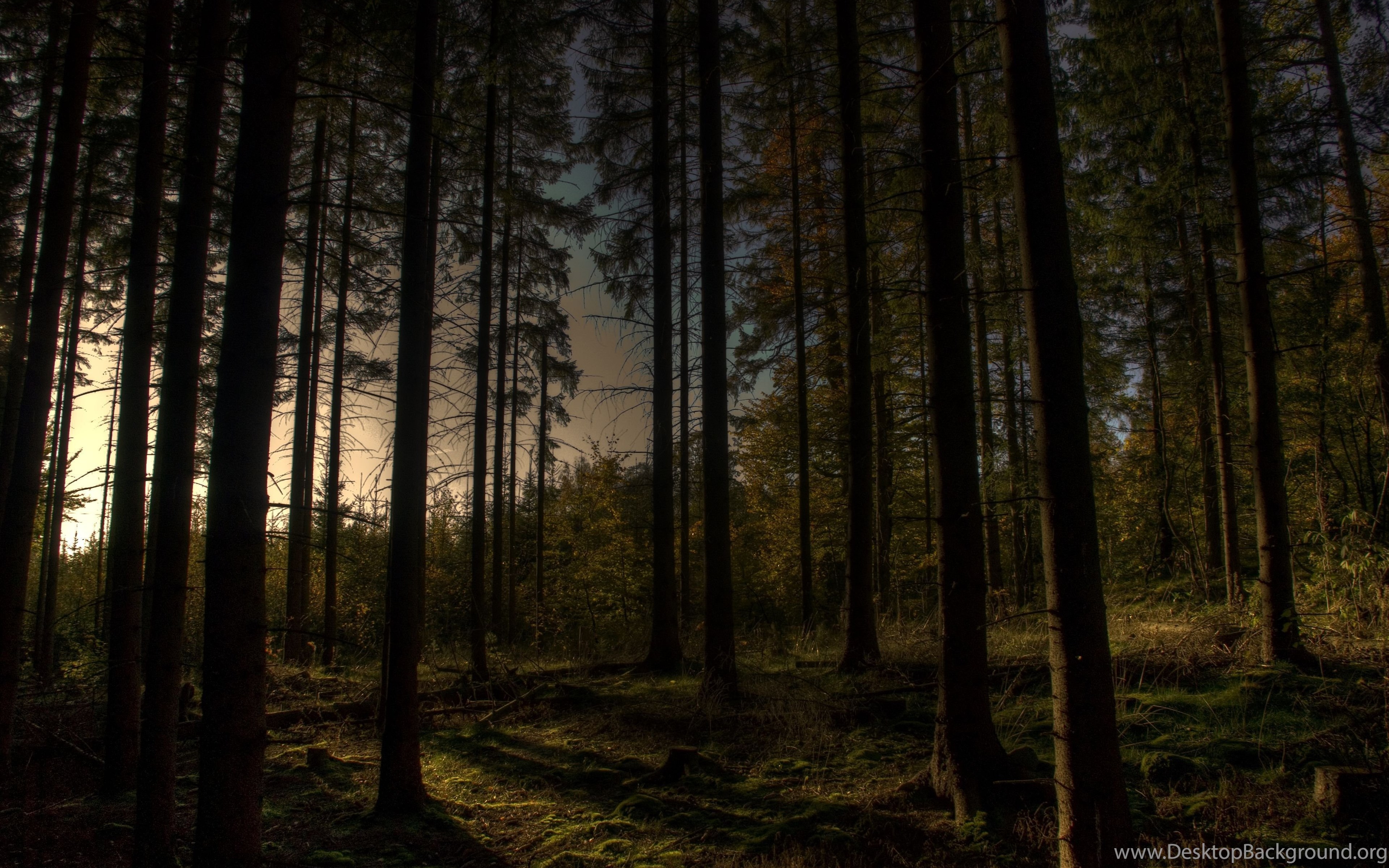 Dark Forest Wallpaper Full HD Desktop