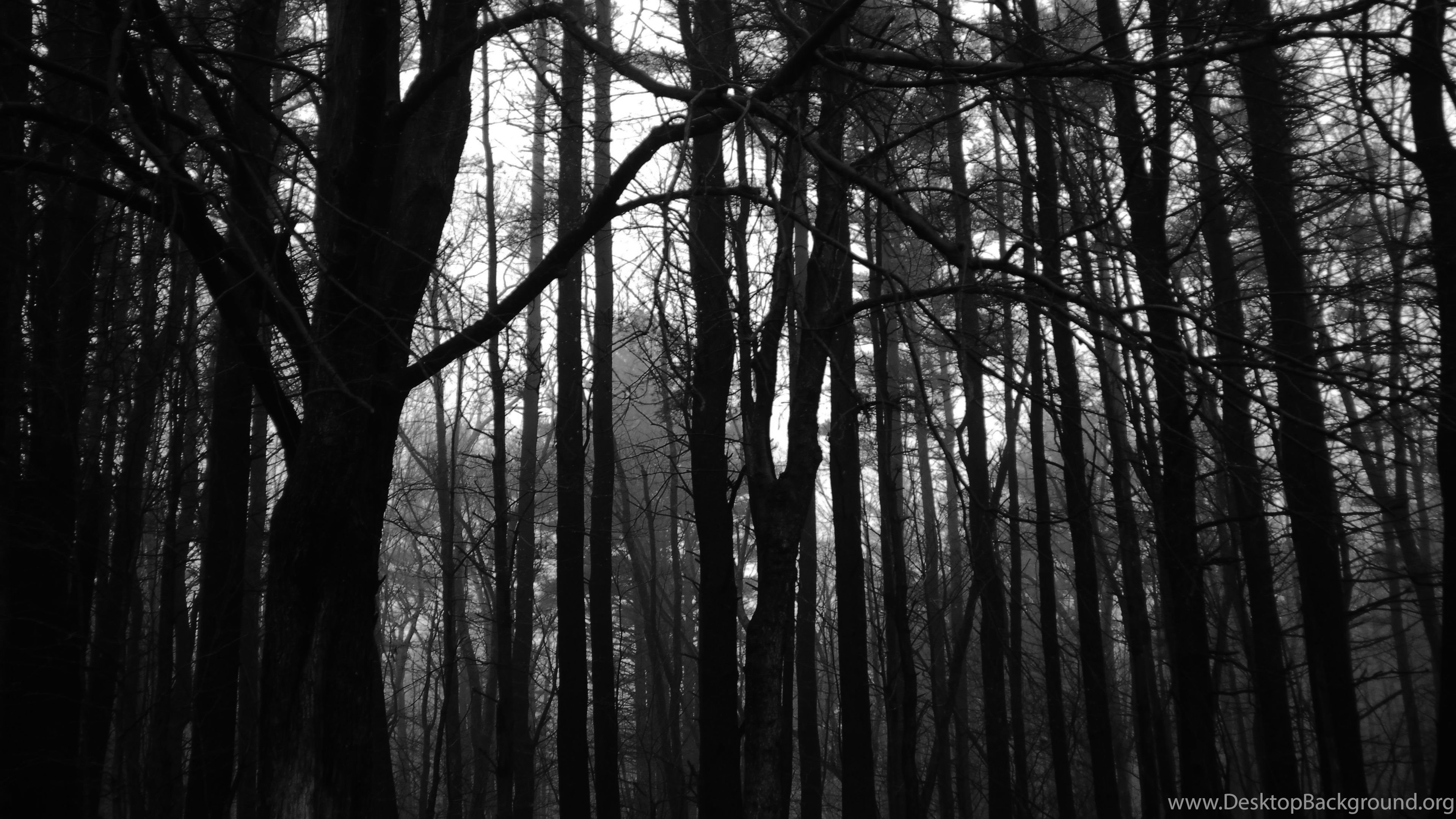 Dark Forest Wallpaper HD Picture