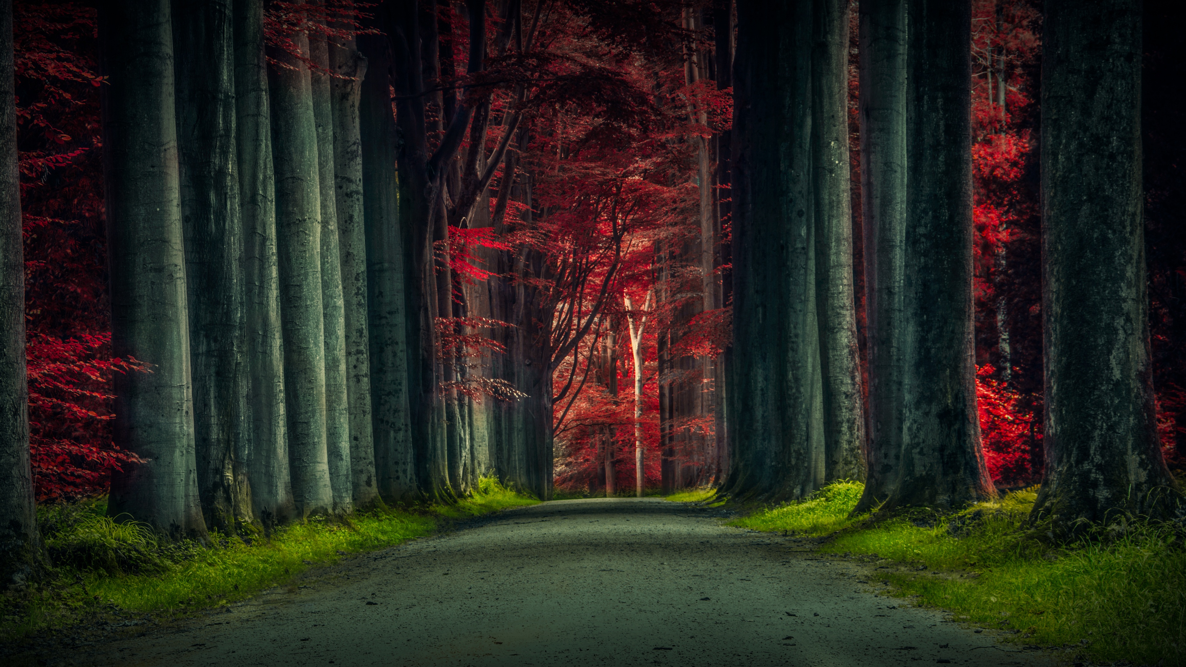 Forest Road Wallpaper 4K, Trees, Woods