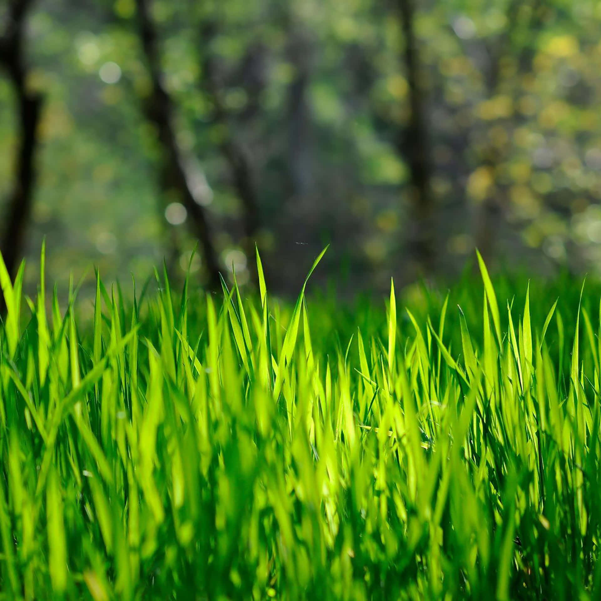 Download Spring Grass iPad Wallpaper