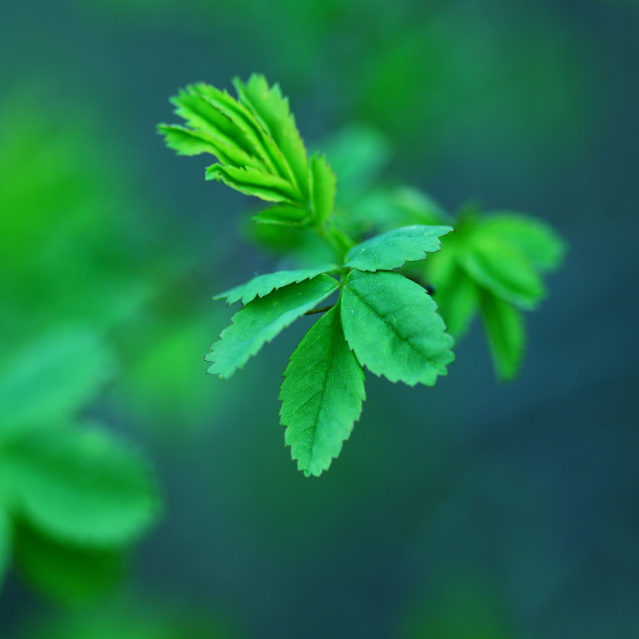 Green Spring Leaves iPad Air Wallpaper