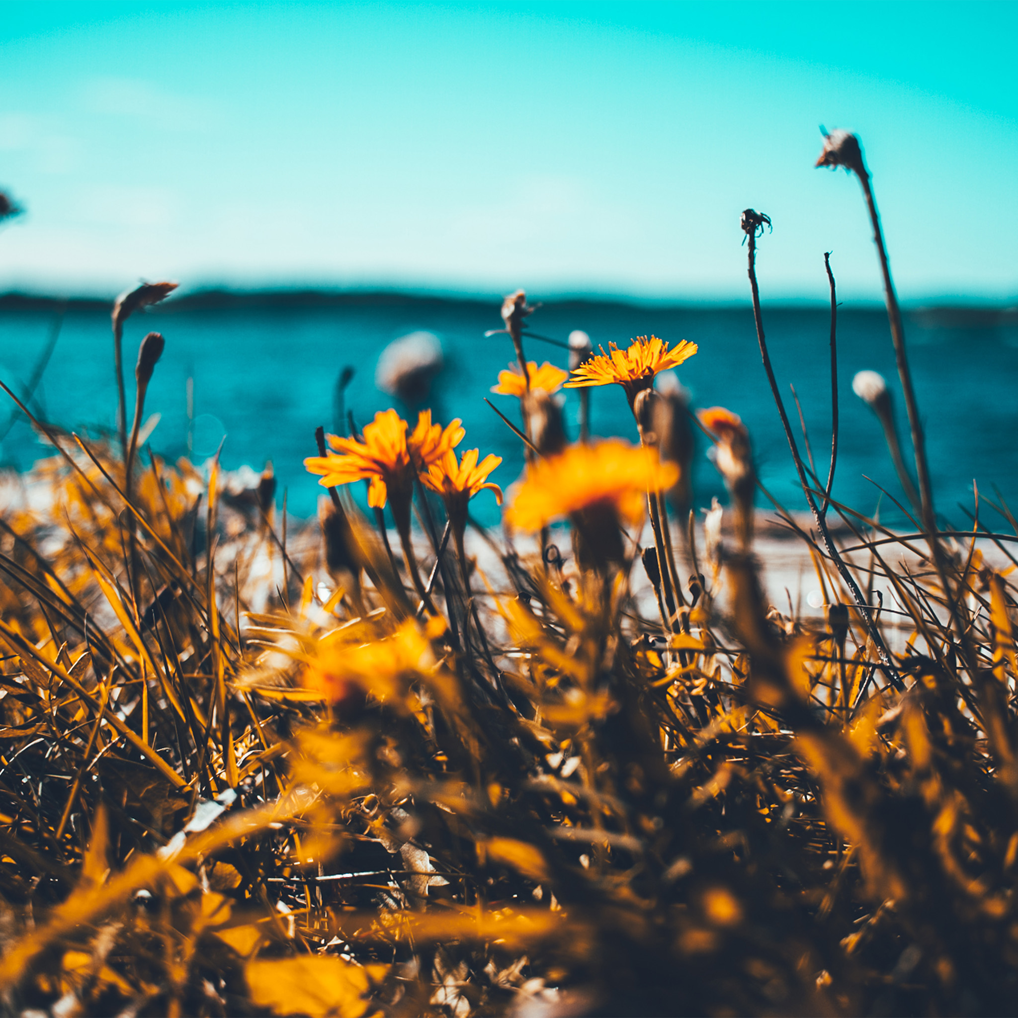 Flower Summer Spring Nature Wallpaper