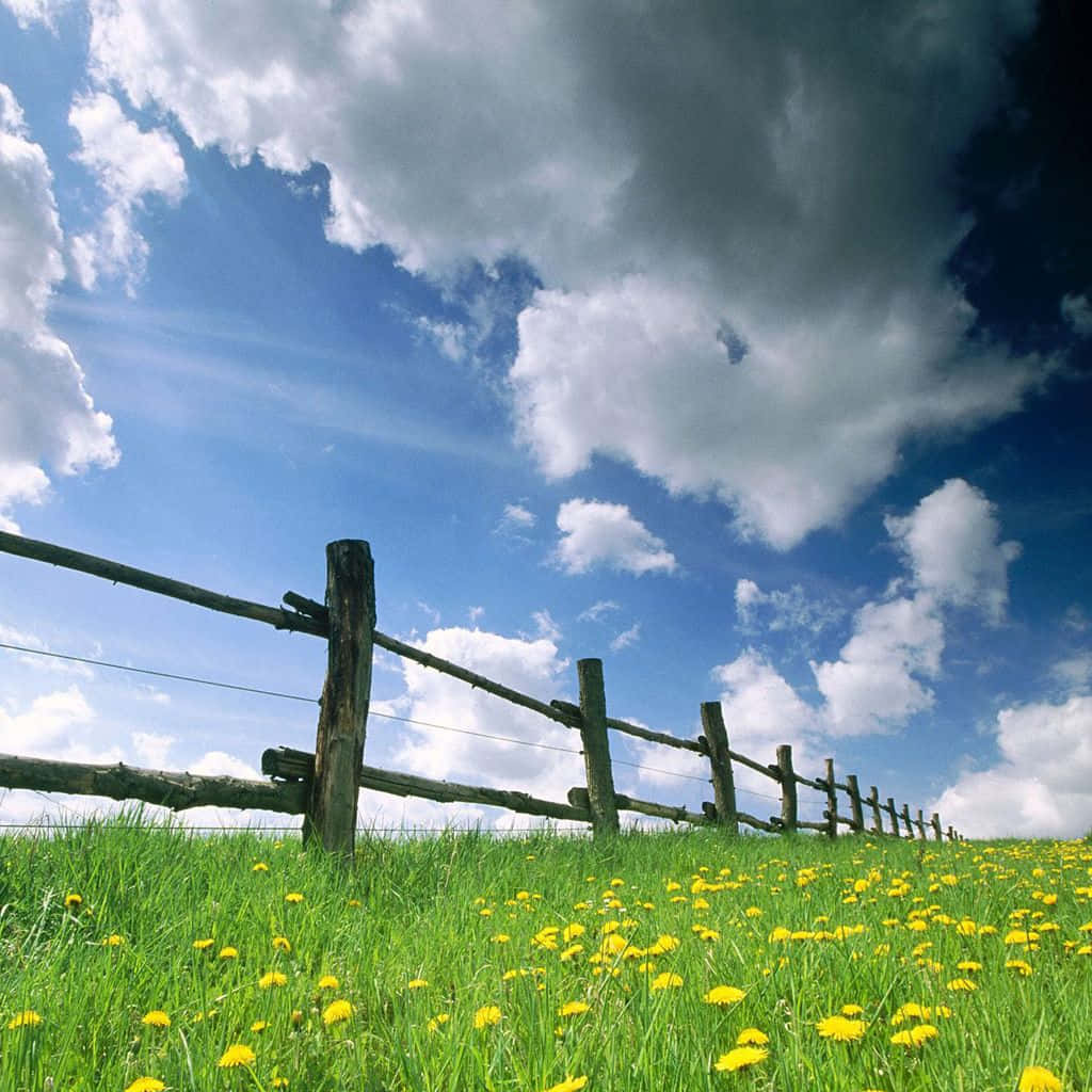 Spring Field View iPad Wallpaper