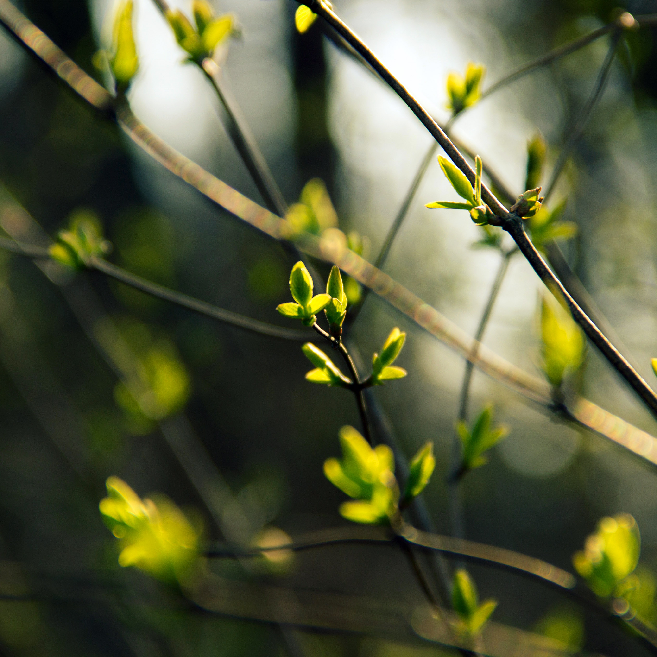 Spring Leave Green Nature Bokeh