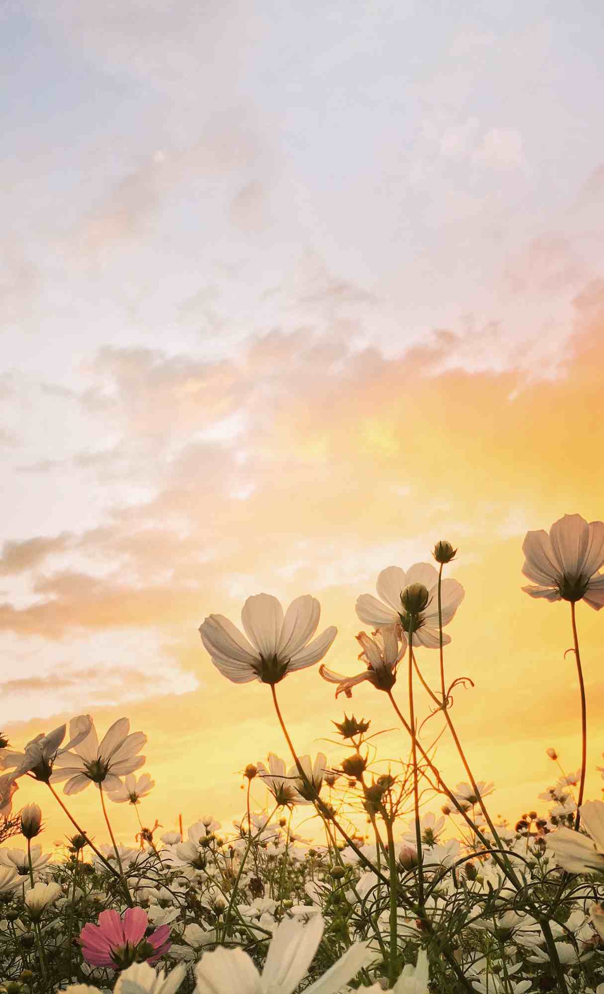 Spring Wallpaper for iPhone