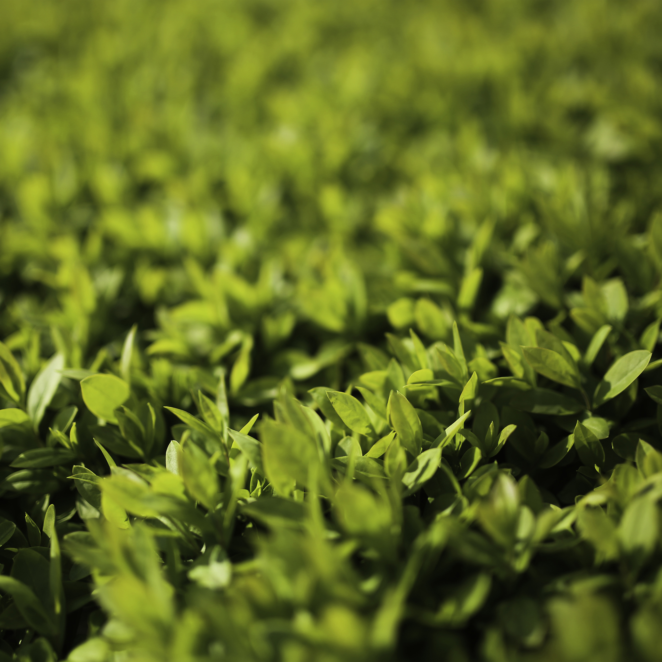 Leaf Spring Green Nature Young