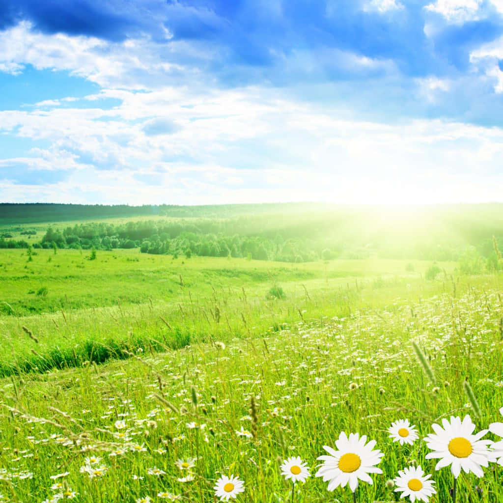 Spring Garden Field iPad Wallpaper