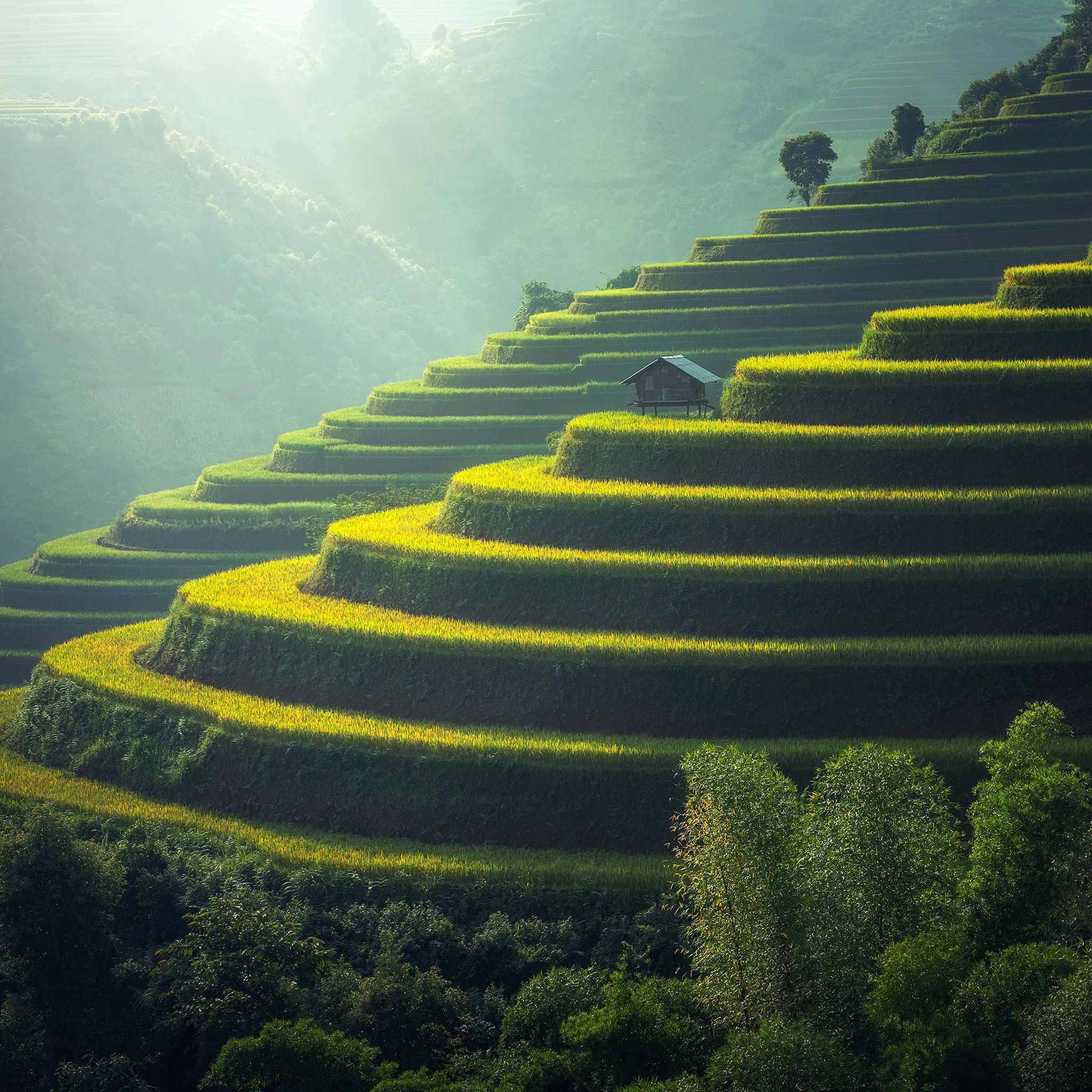 Nature Farm Green Spring Calm