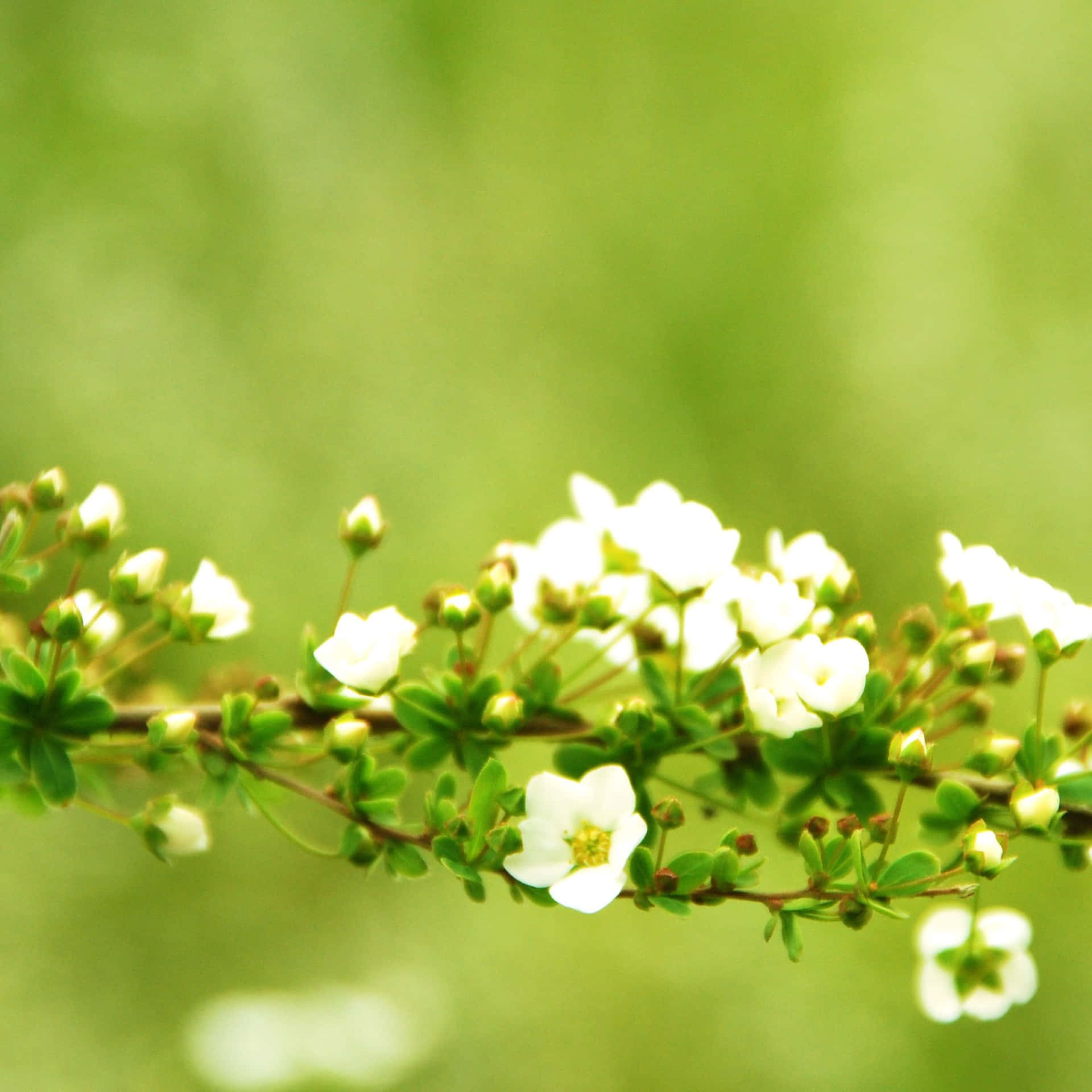 wide display of the iPad Wallpaper