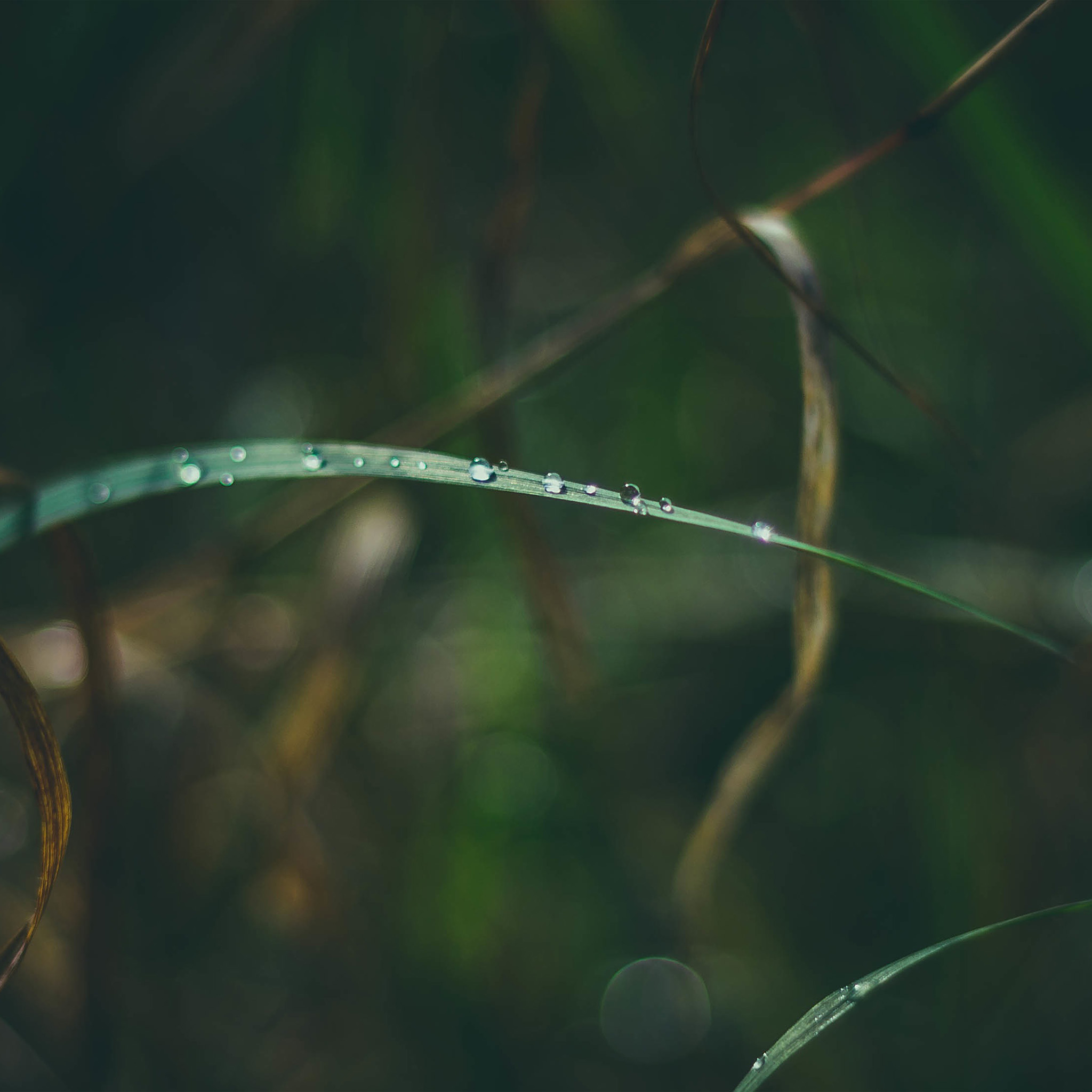 Nature Leaf Bokeh Spring Green