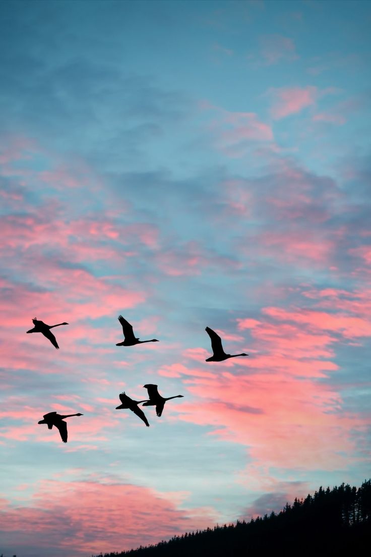 Nature, Birds, Sky, Pink Sky, Wallpaper, Phone Wallpaper, iPhone wallpaper