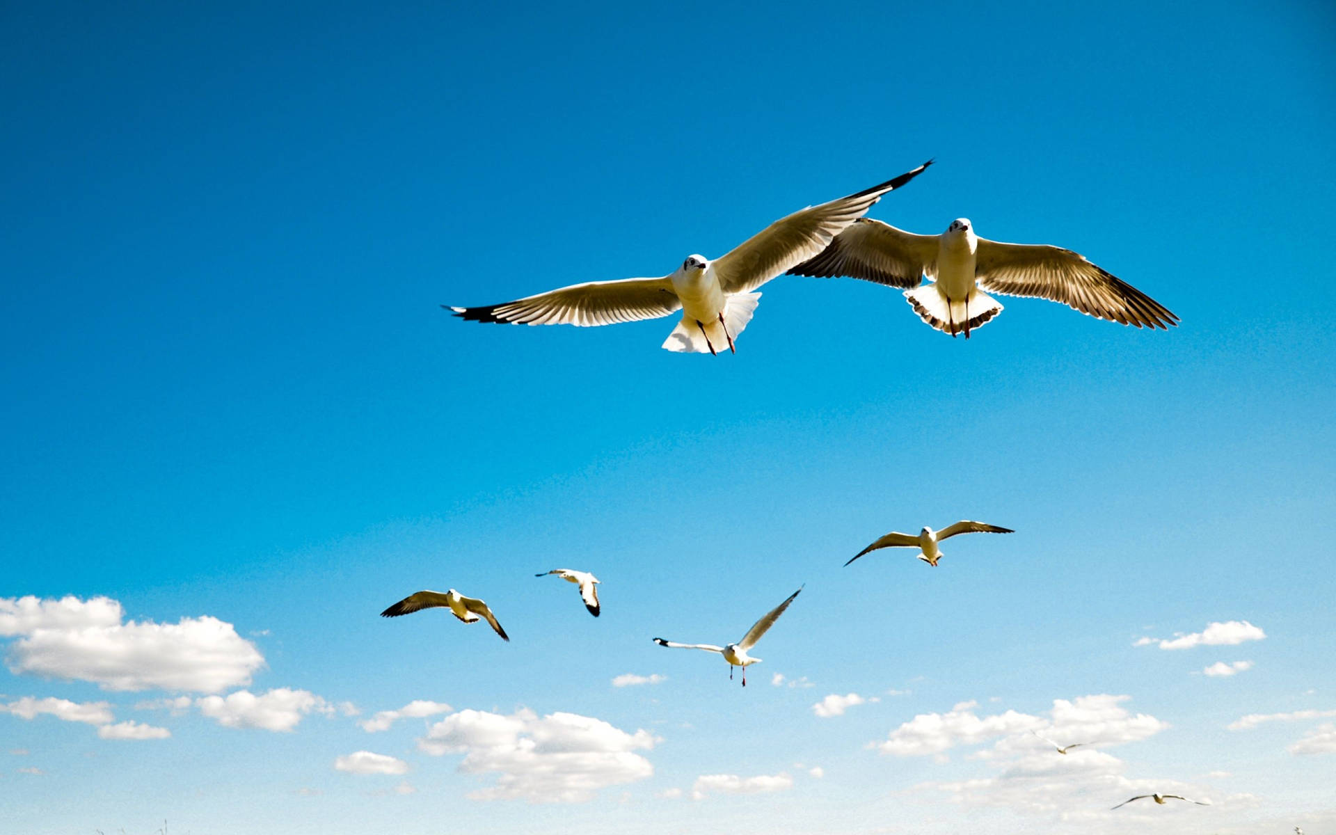 Download Pelican Birds Flying Over Blue Sky Wallpaper