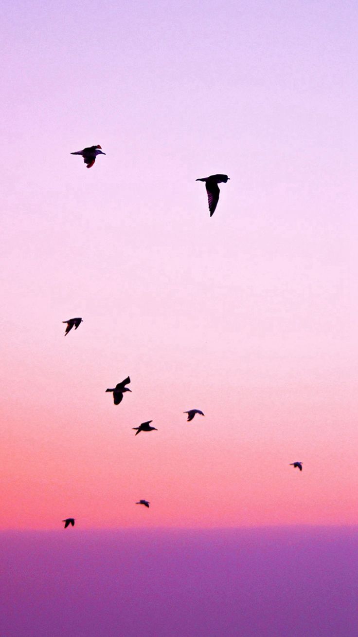 Birds Flying In Purple Sunset #iPhone