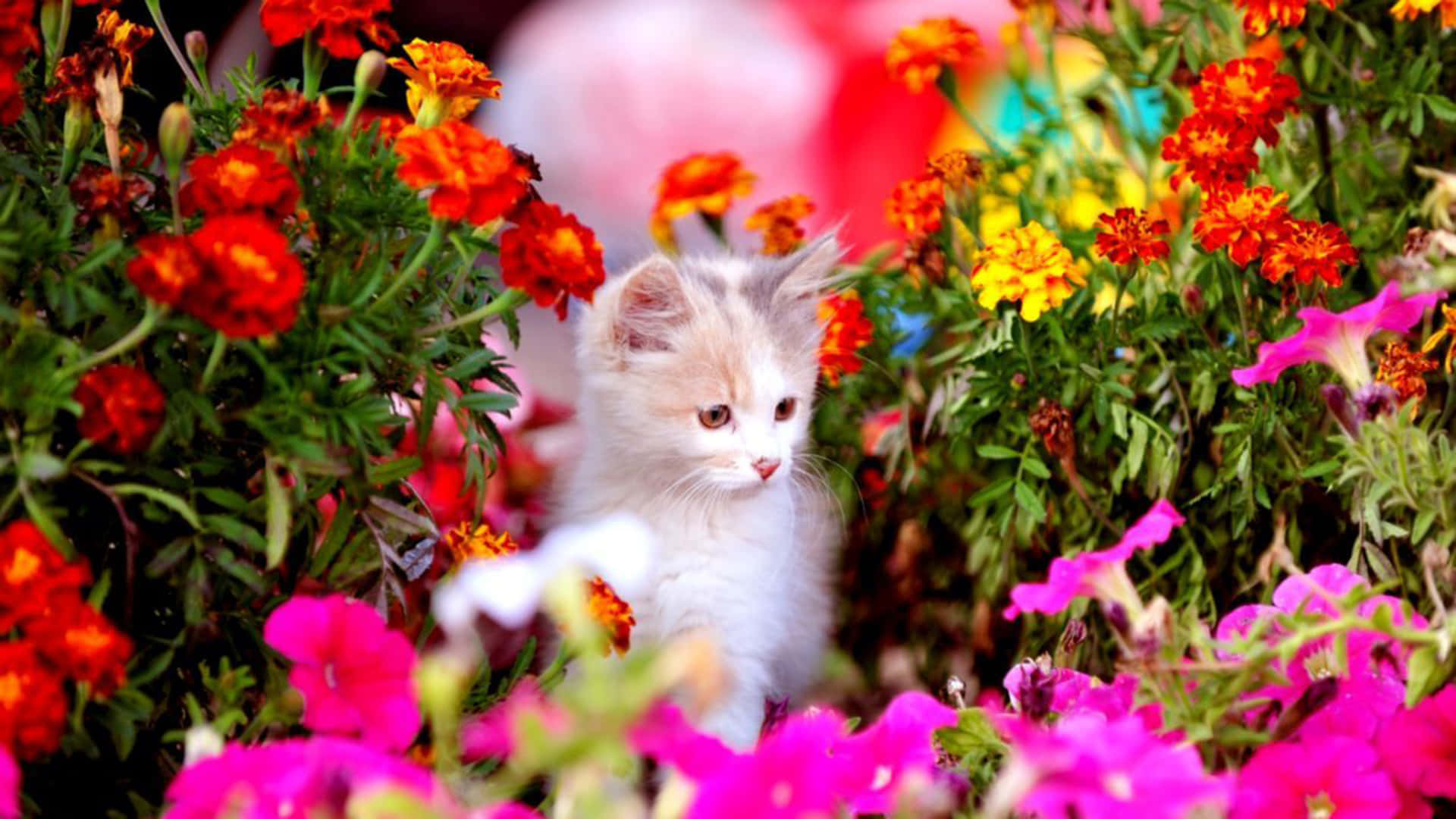 Download A Kitten Is In The Flowers