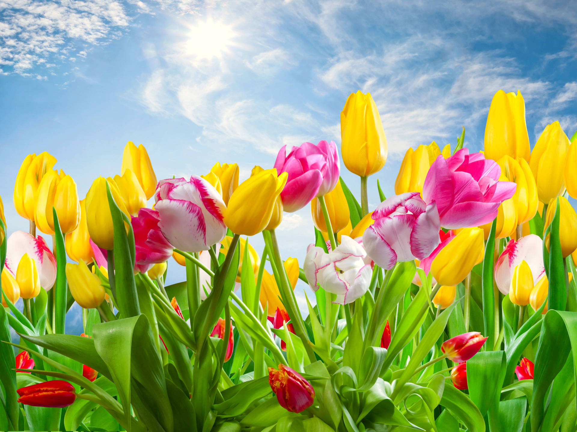 Spring in Desktop Wallpaper