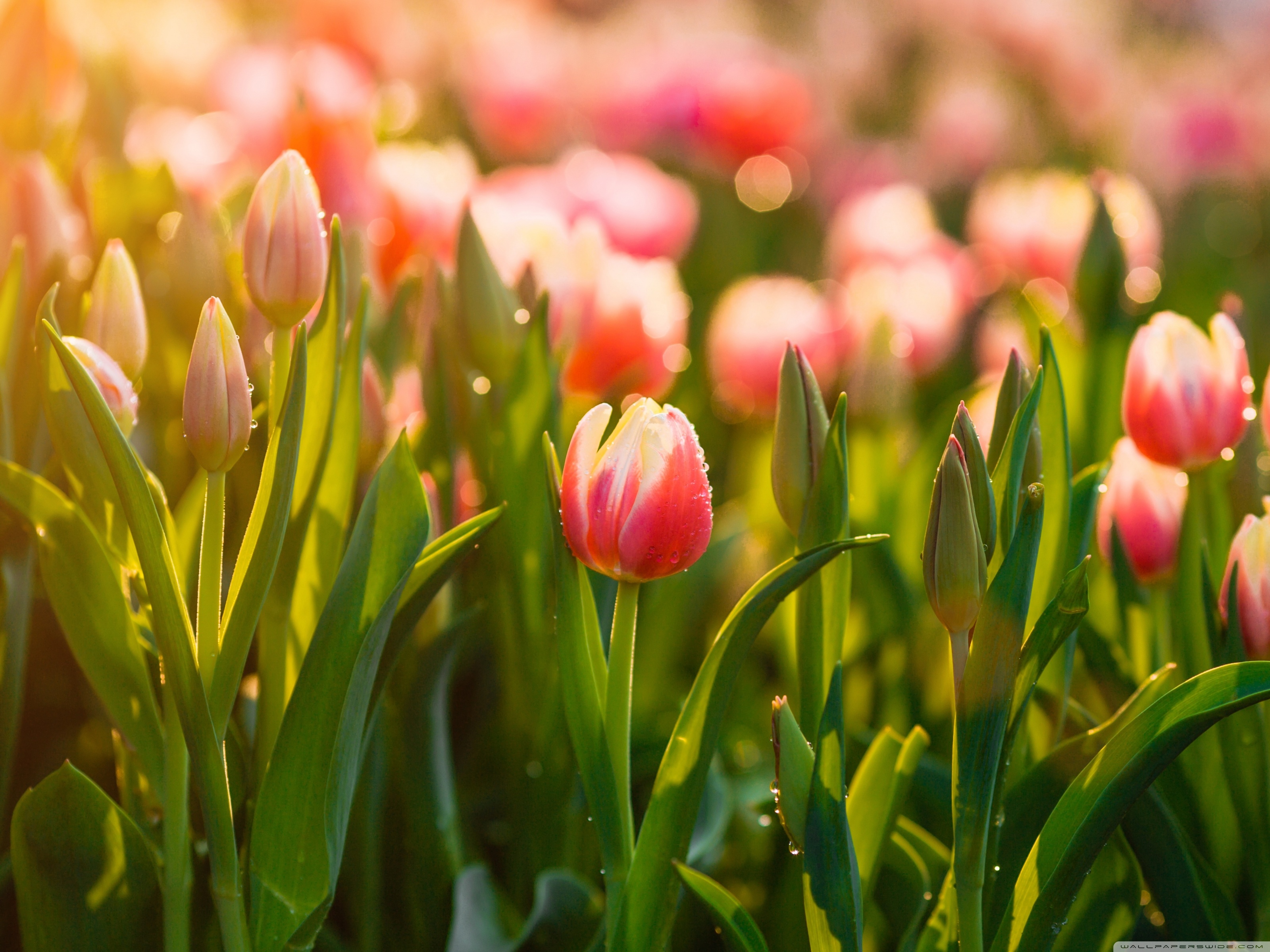 Springtime Tulips Flowers Ultra HD