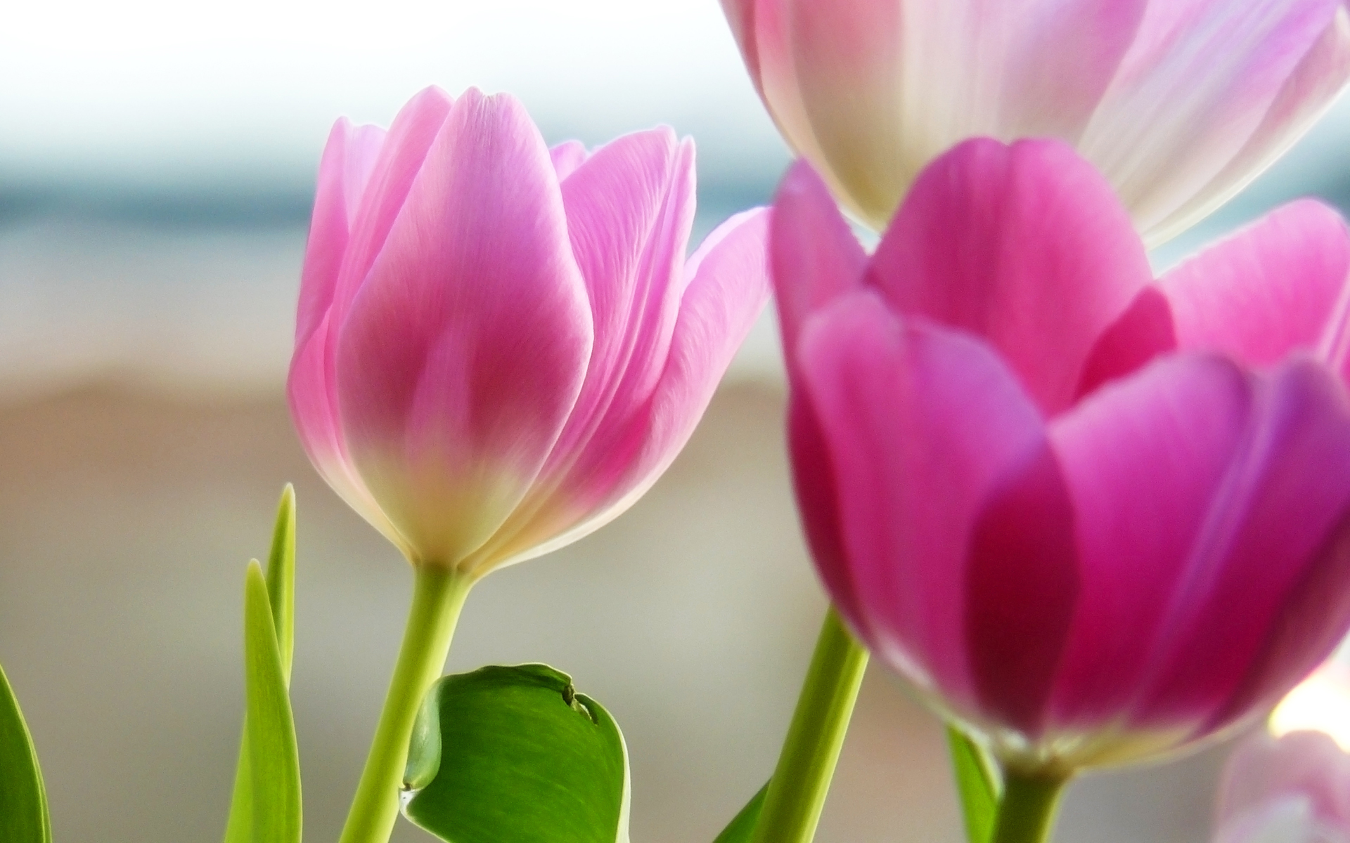 Tulips In Spring Flower Wallpaper