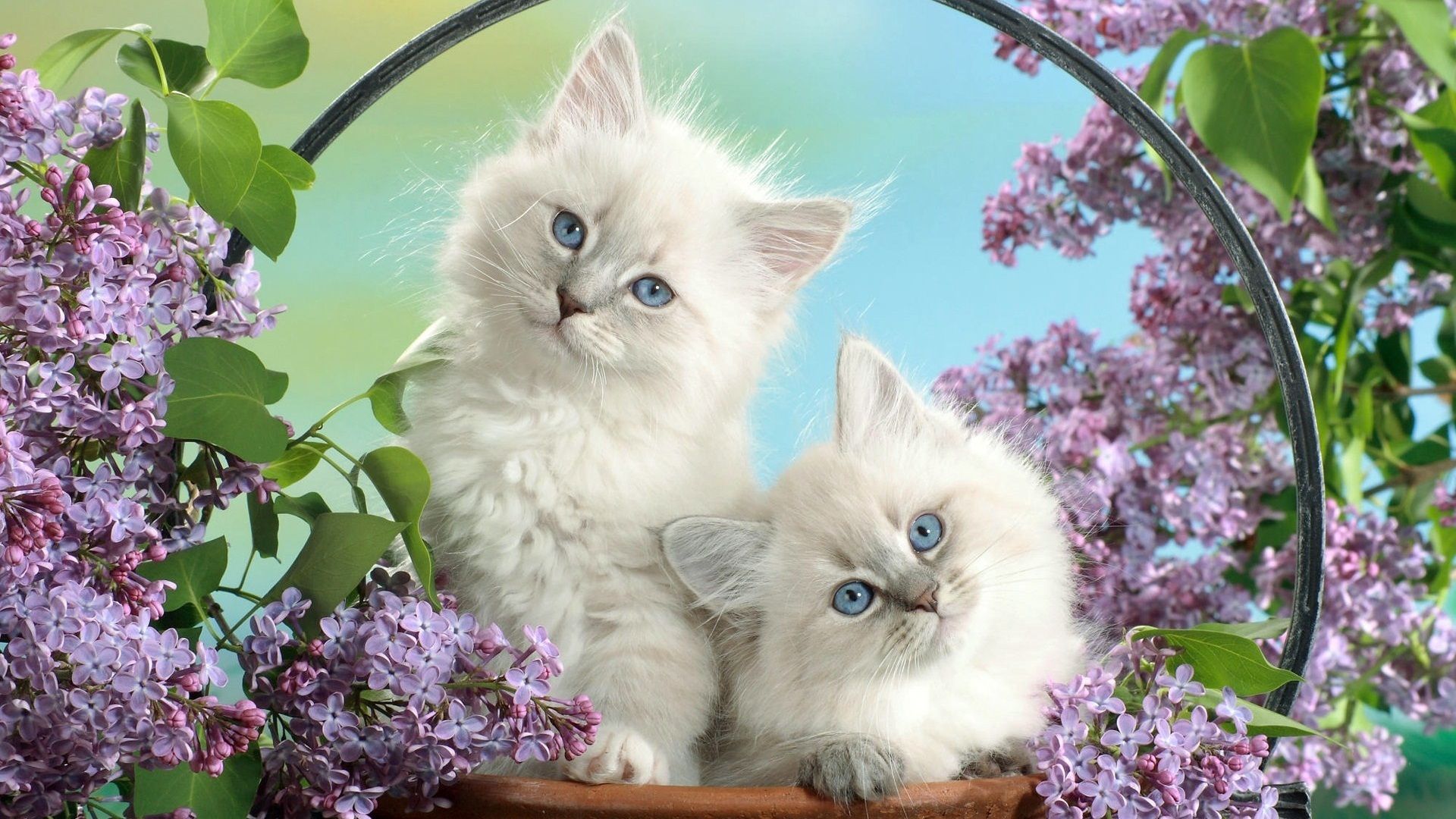 Pets cats, Kitten wallpaper, Kittens cutest