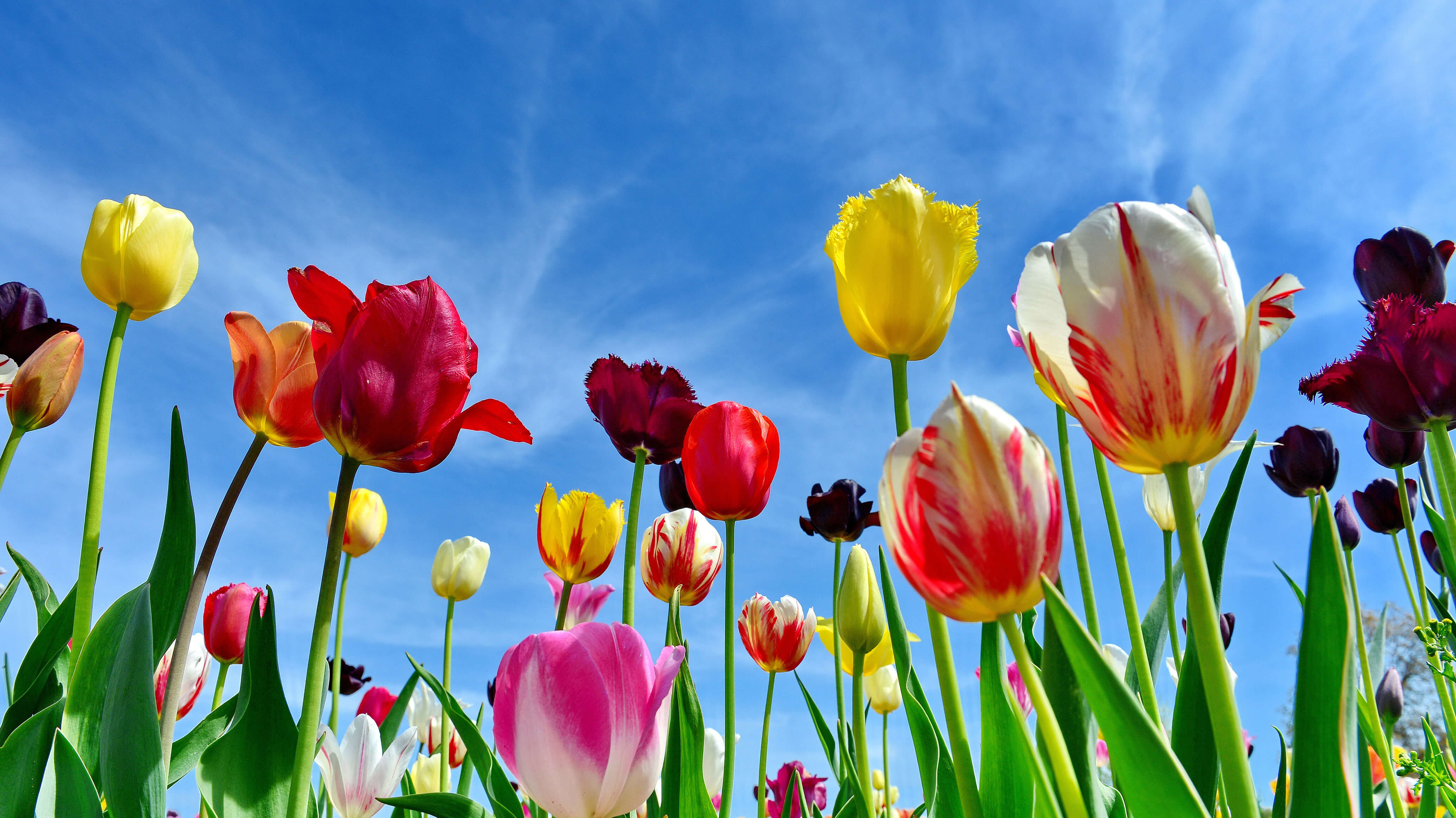 Tulips Wallpaper 4K, Colorful flowers