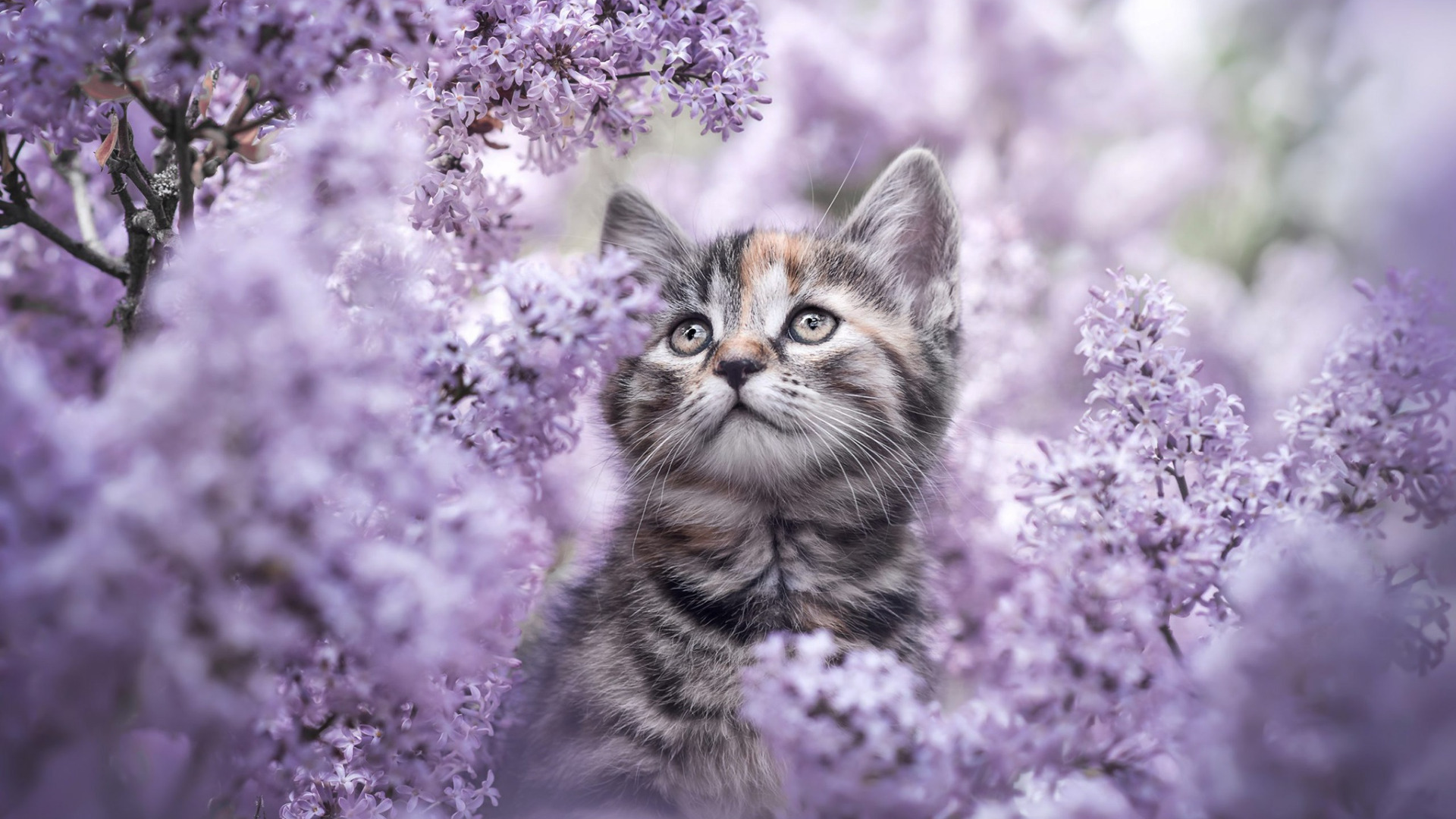 Download wallpaper flowers, nature