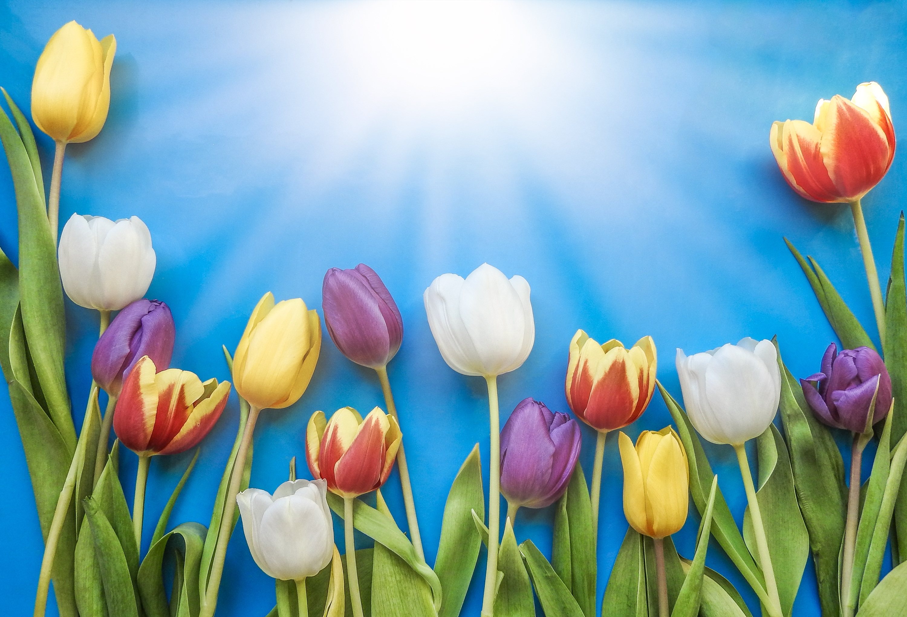 Free Image, tulip, nature, flower, easter, flora, bright, floral, color, season, bouquet, leaf, vibrant, field, arrangement, green, summer, blossom, spring, blooming, garden, springtime, copy space, flowering plant, petal, meadow, computer wallpaper