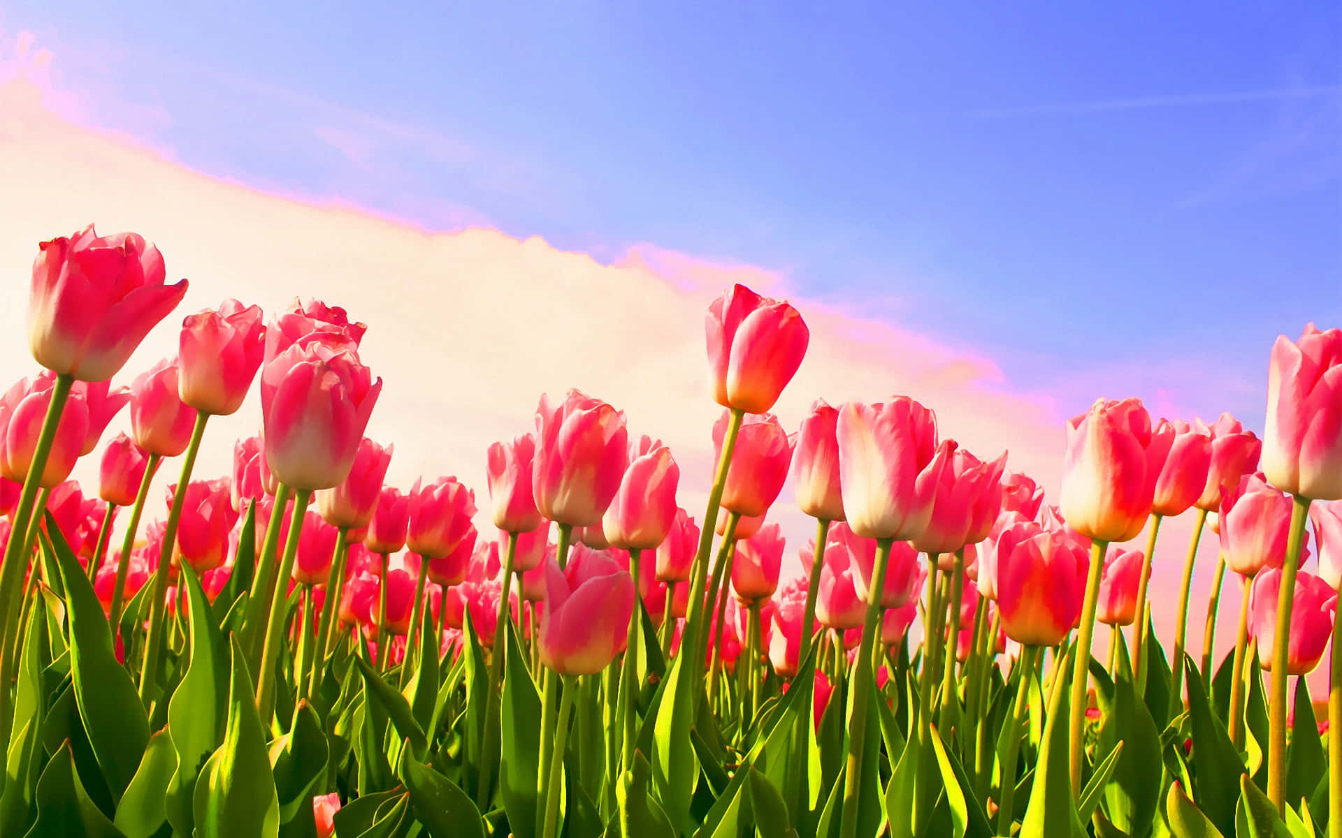 Download Vibrant Tulip Field Blooming