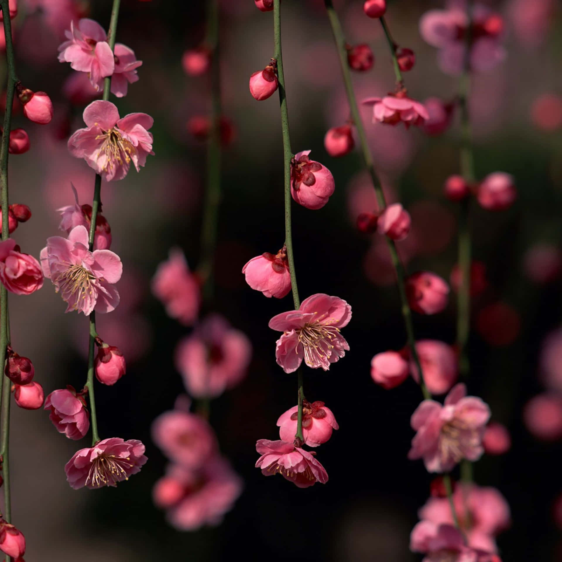 Download Hanging Pink Spring Flowers iPad Wallpaper