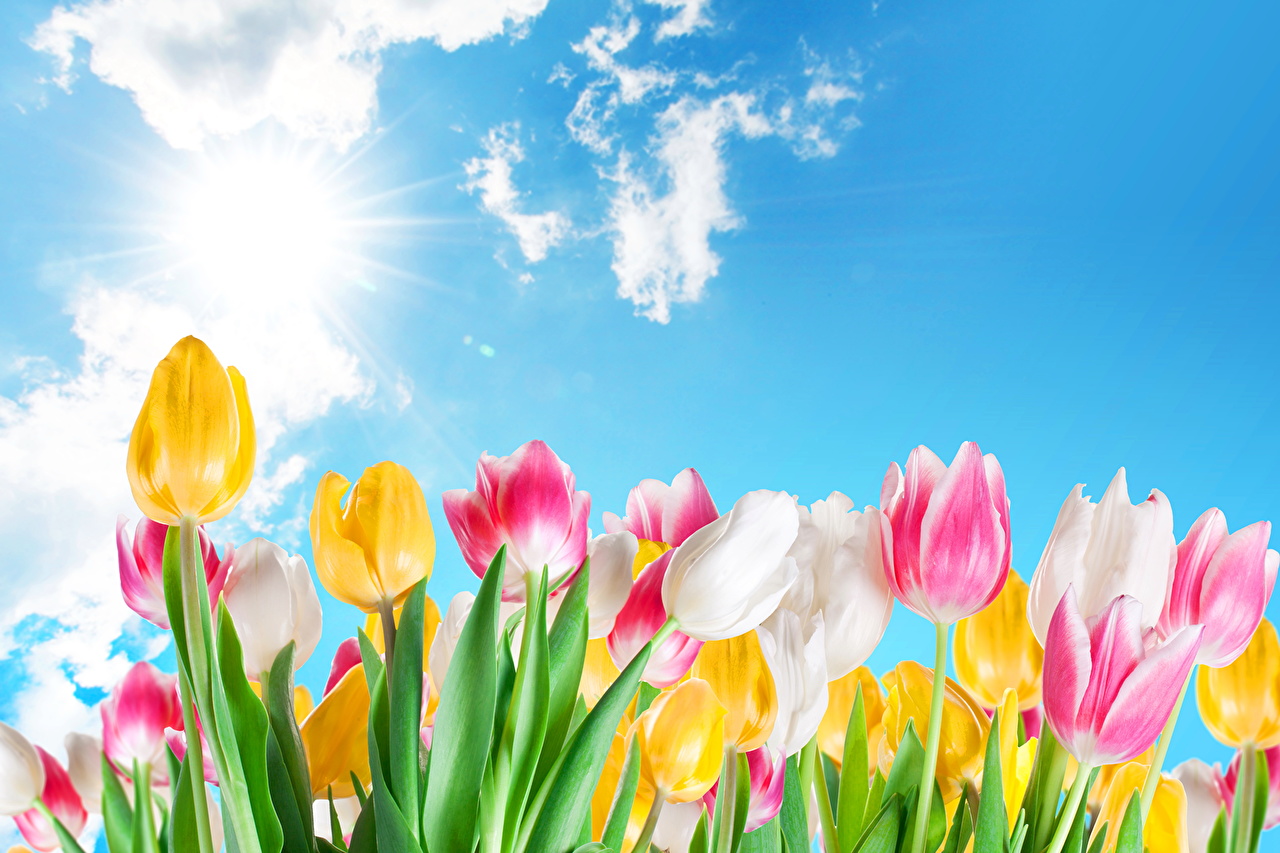 Image tulip Sky flower Many