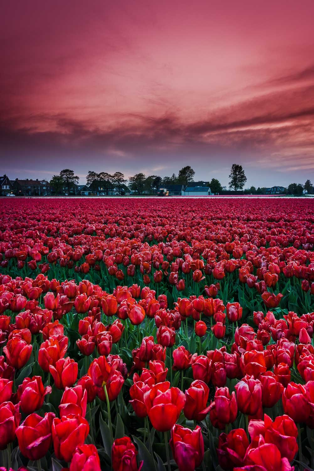 blooming activities in springtime