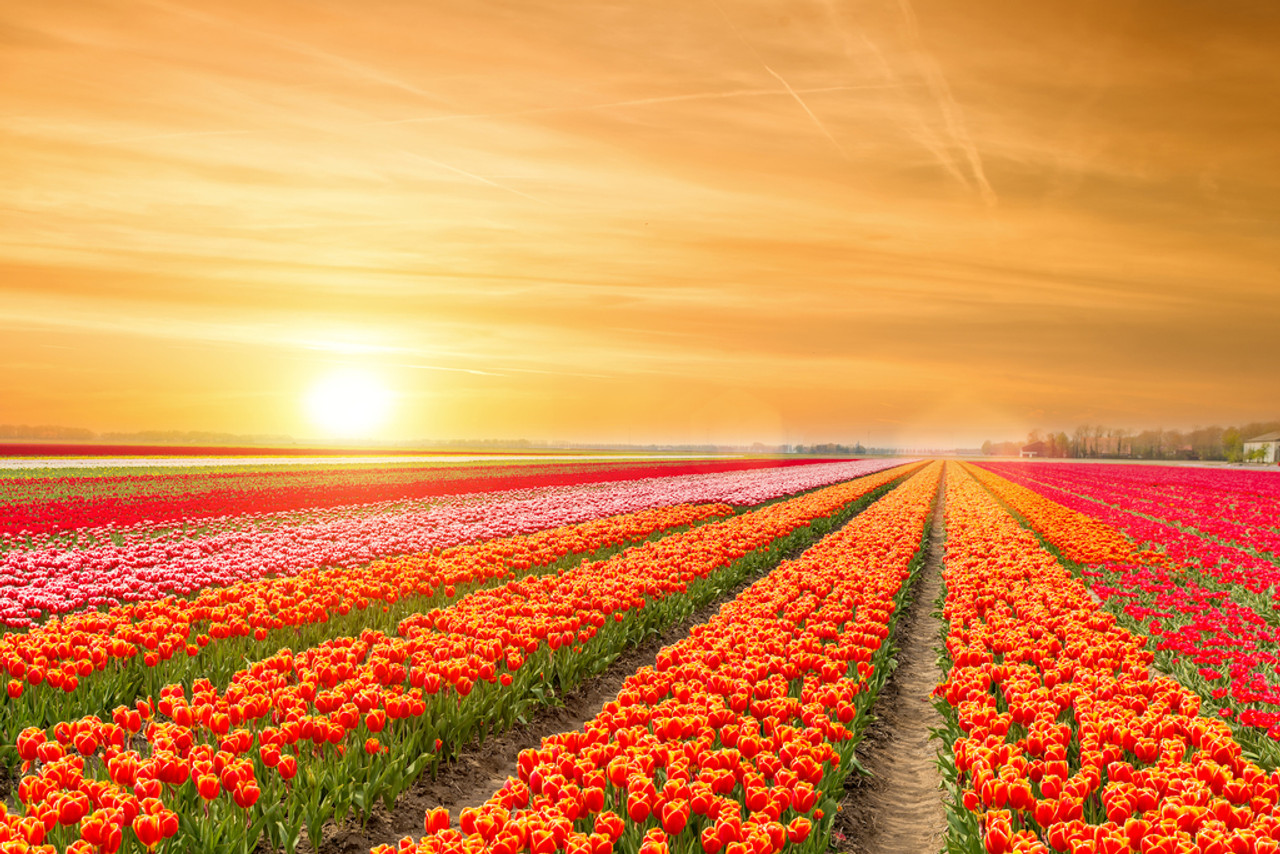 Rows of Tulips Springtime in