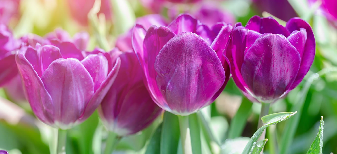 spectacular springtime displays