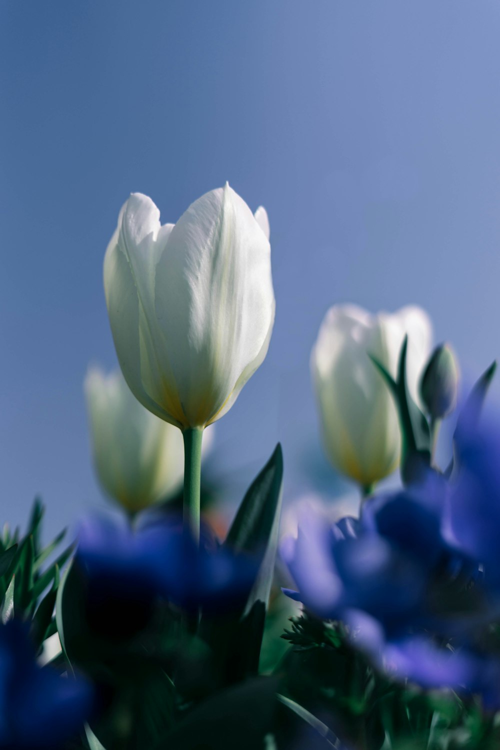 White Tulip Picture. Download