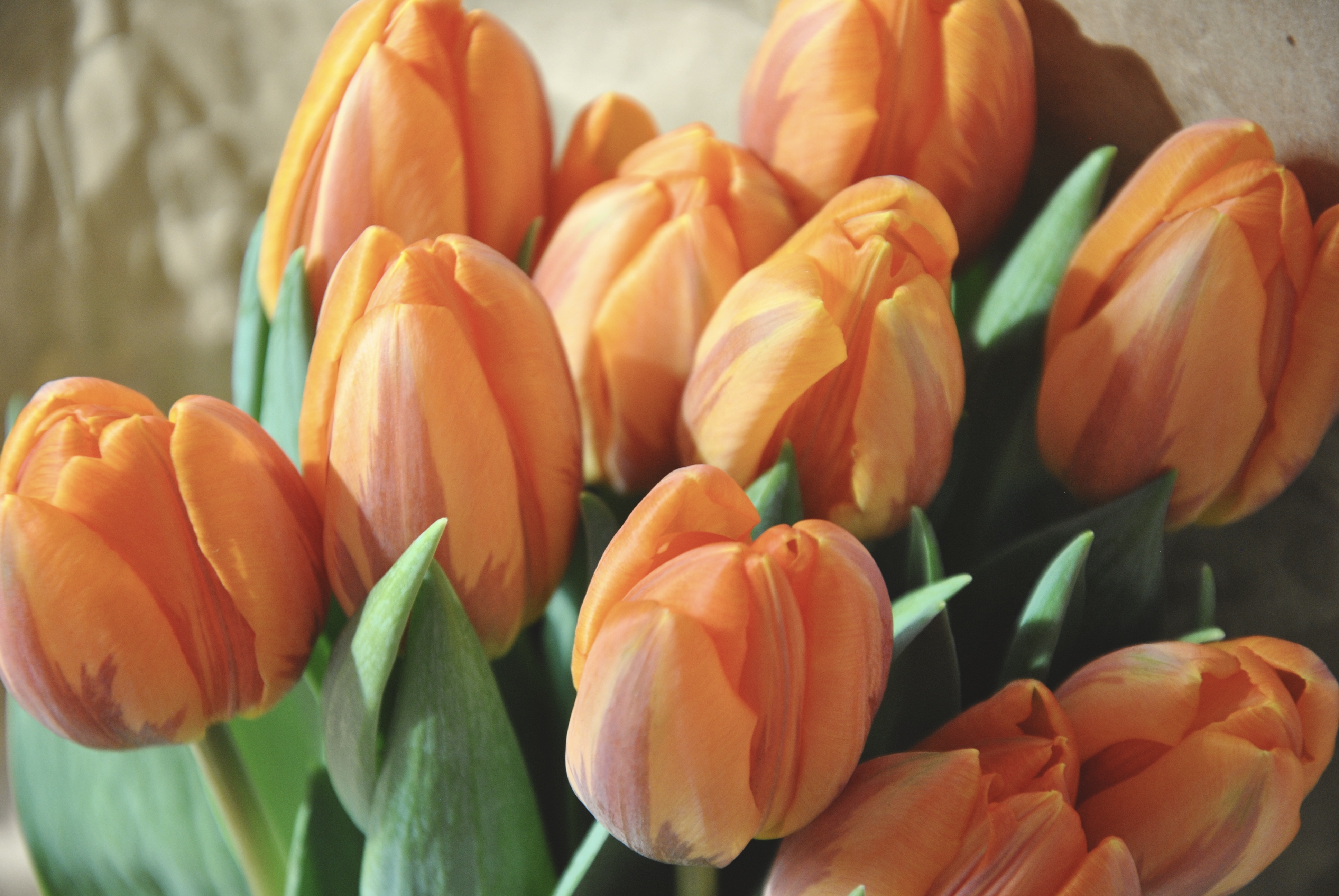 flower, petal, tulip, orange