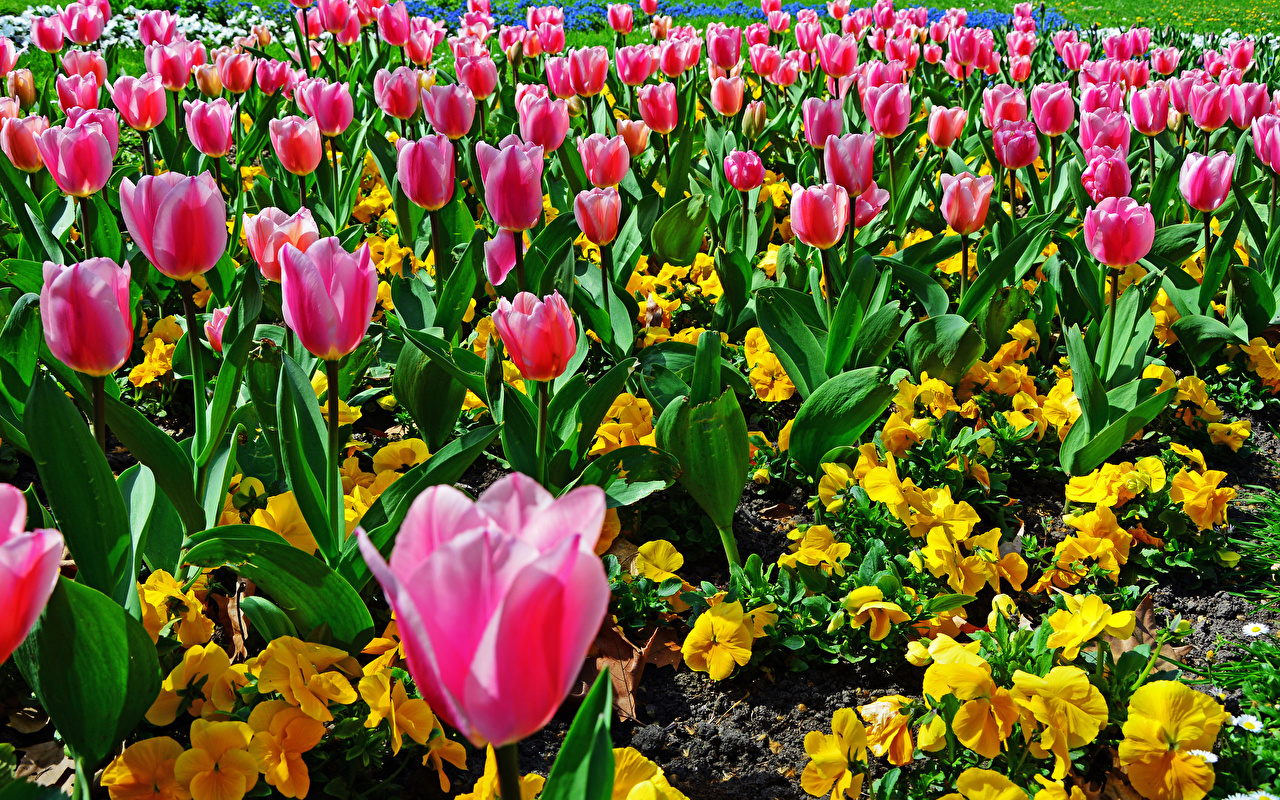 Photos Tulips Flowers Many