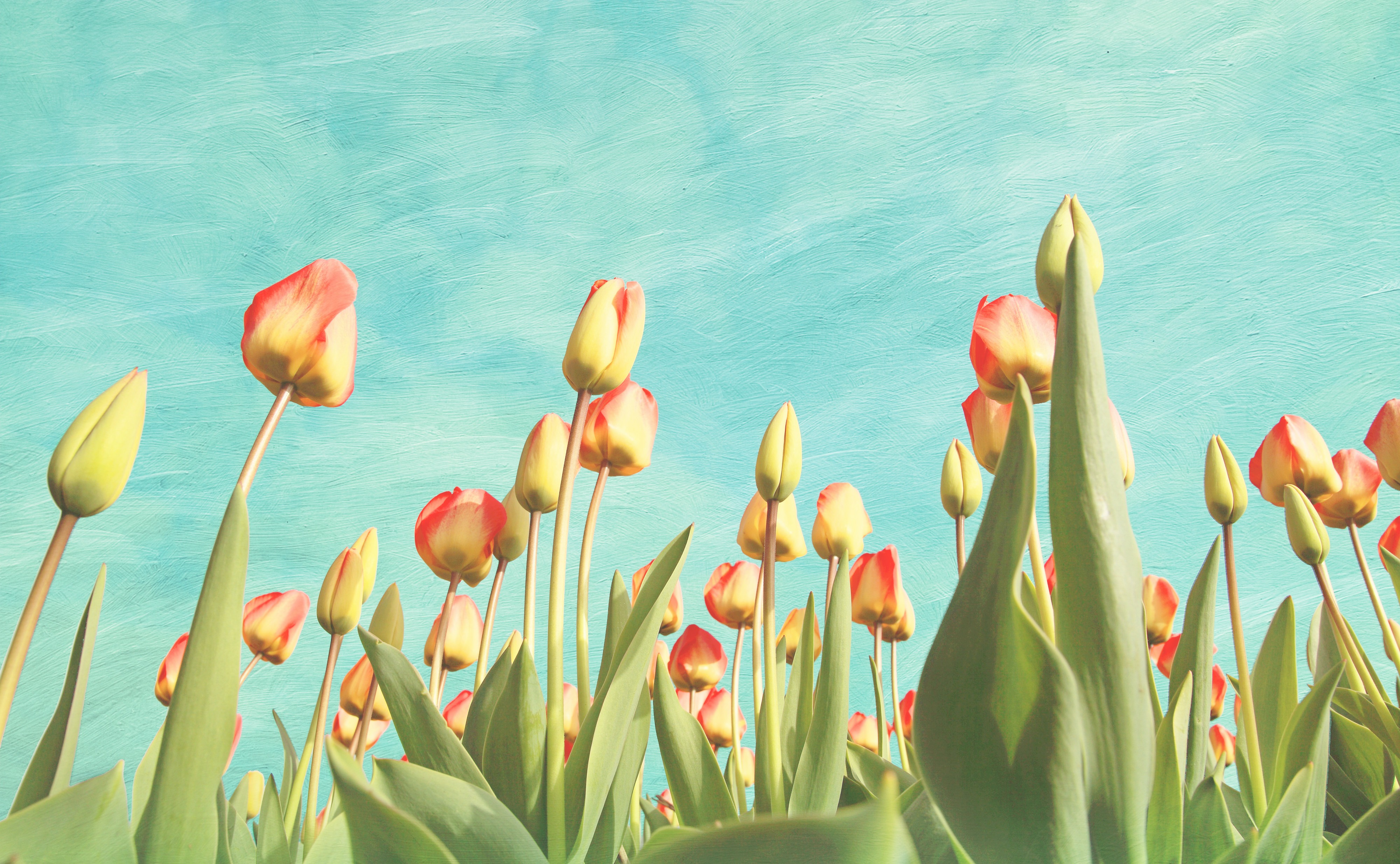 Red and yellow tulips flower