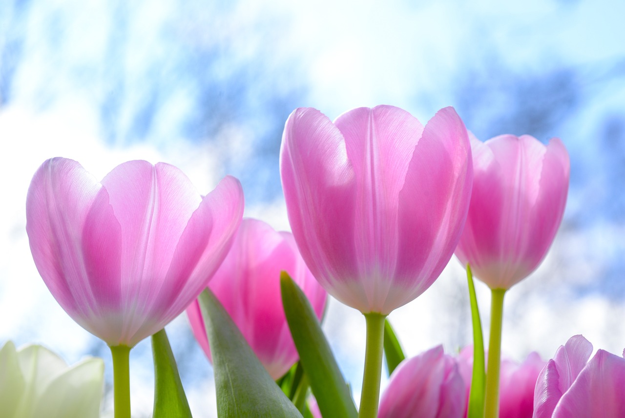 Free Tulip Wallpaper & Tulips Image