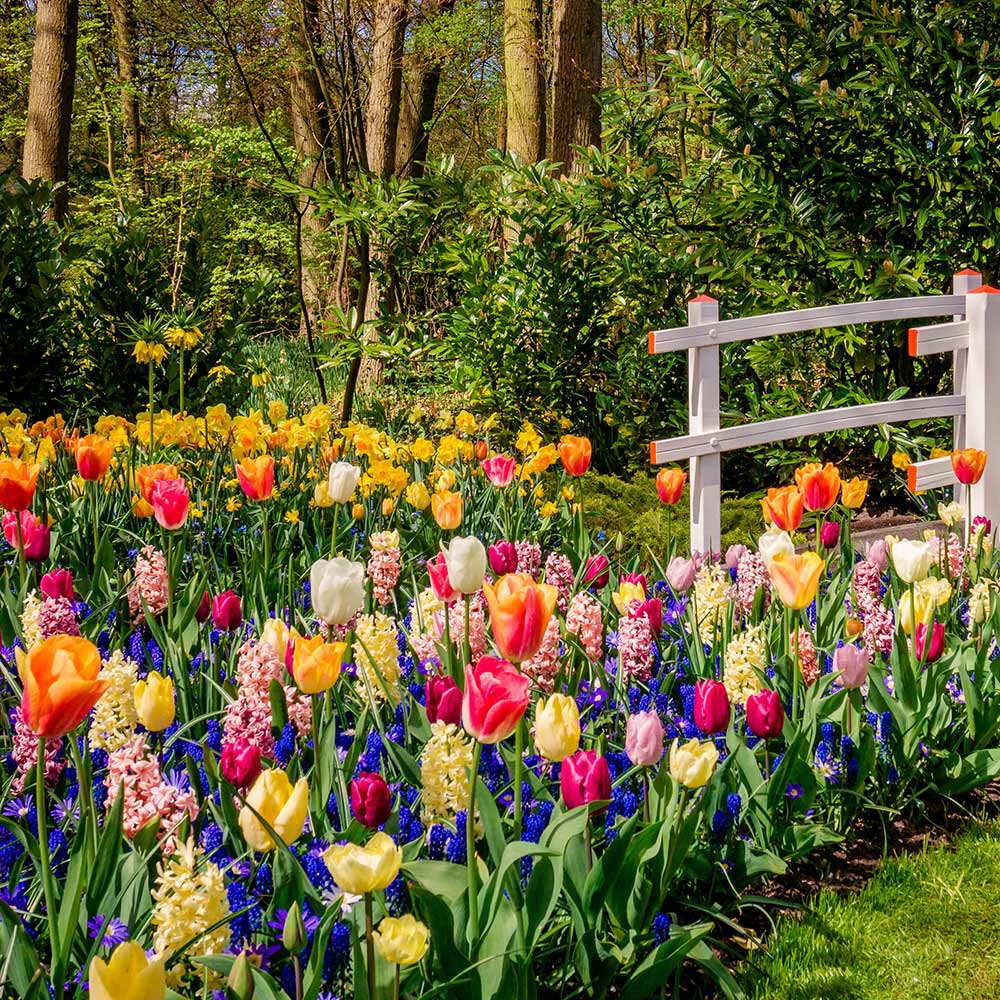 Ideas For Spring Flowering Bulbs