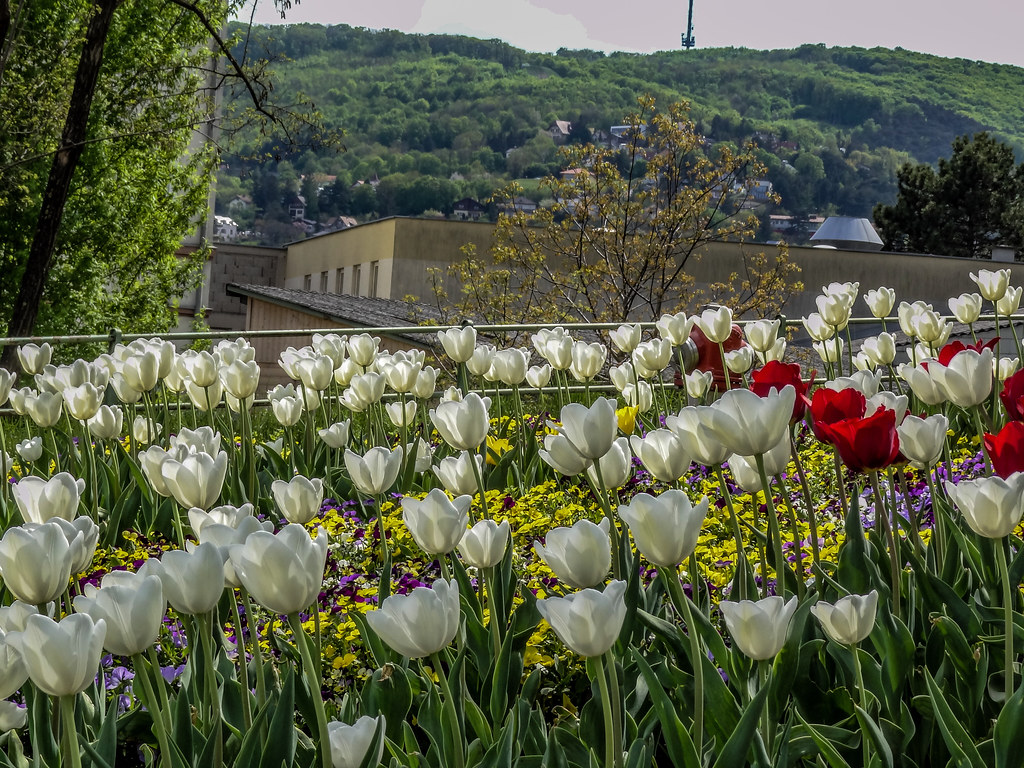 tulips in springtime. I.J. Kasim