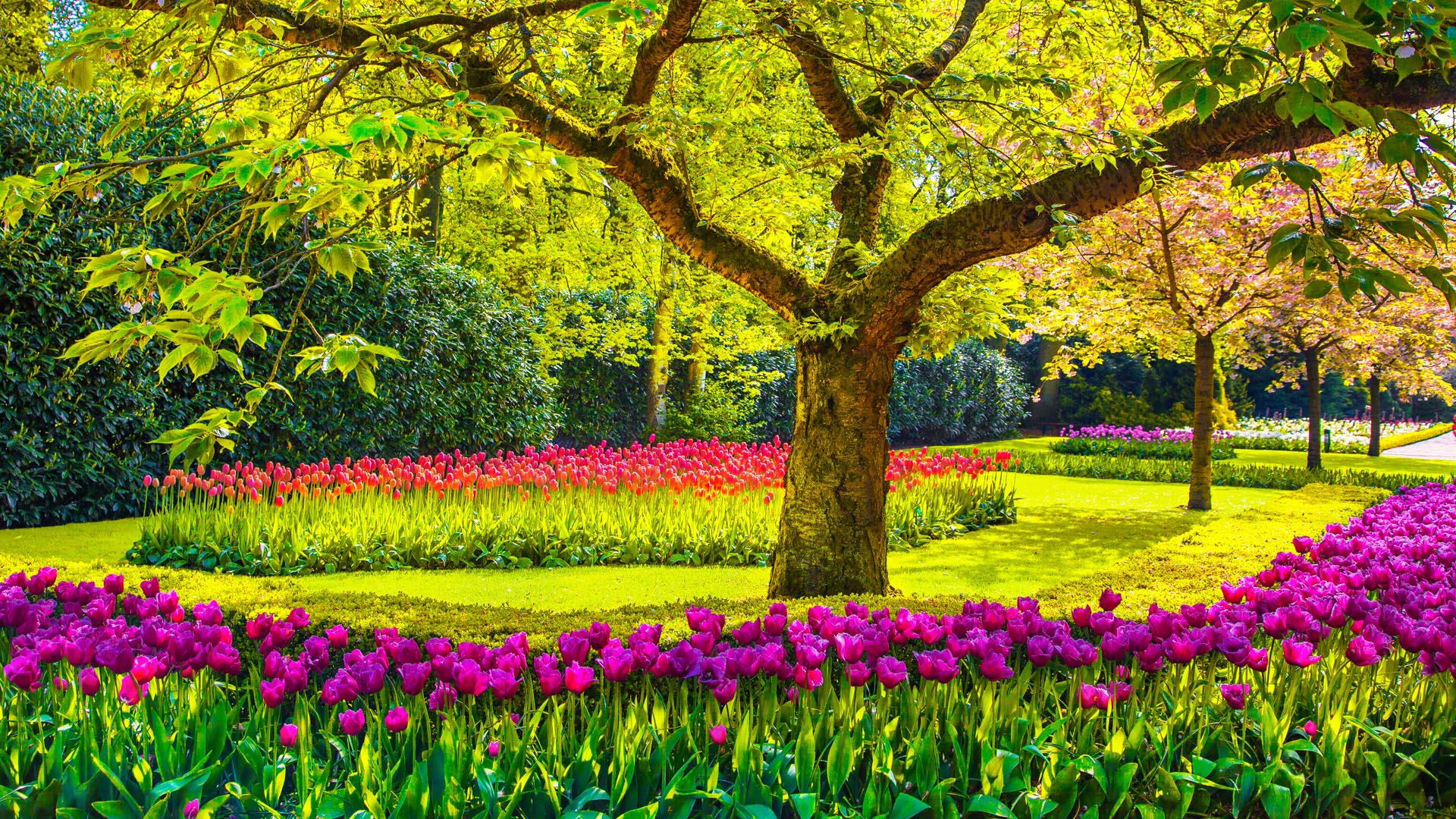 Tree and red tulip flowers in spring