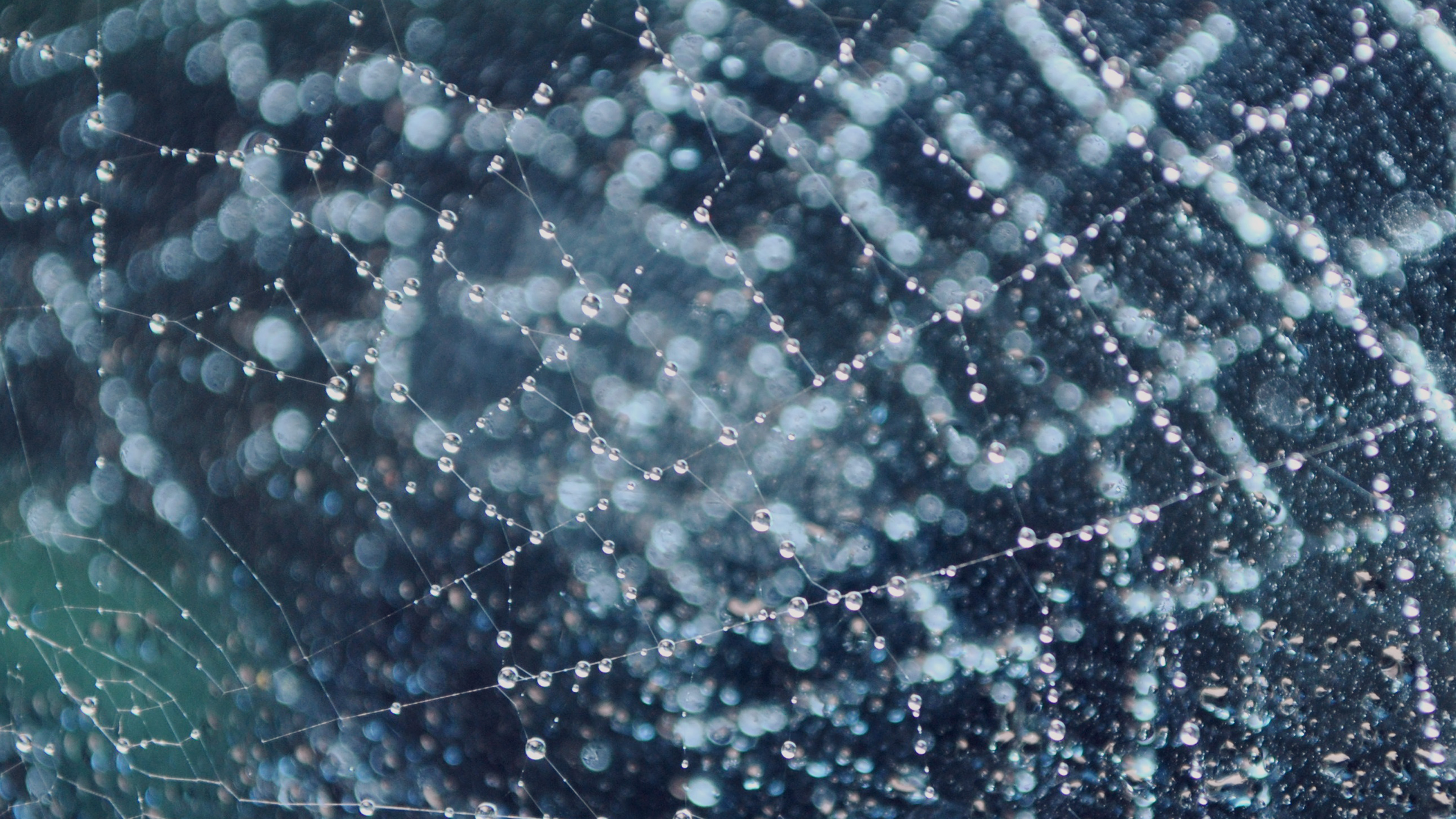 Raindrops Night Nature Spider Web Blue