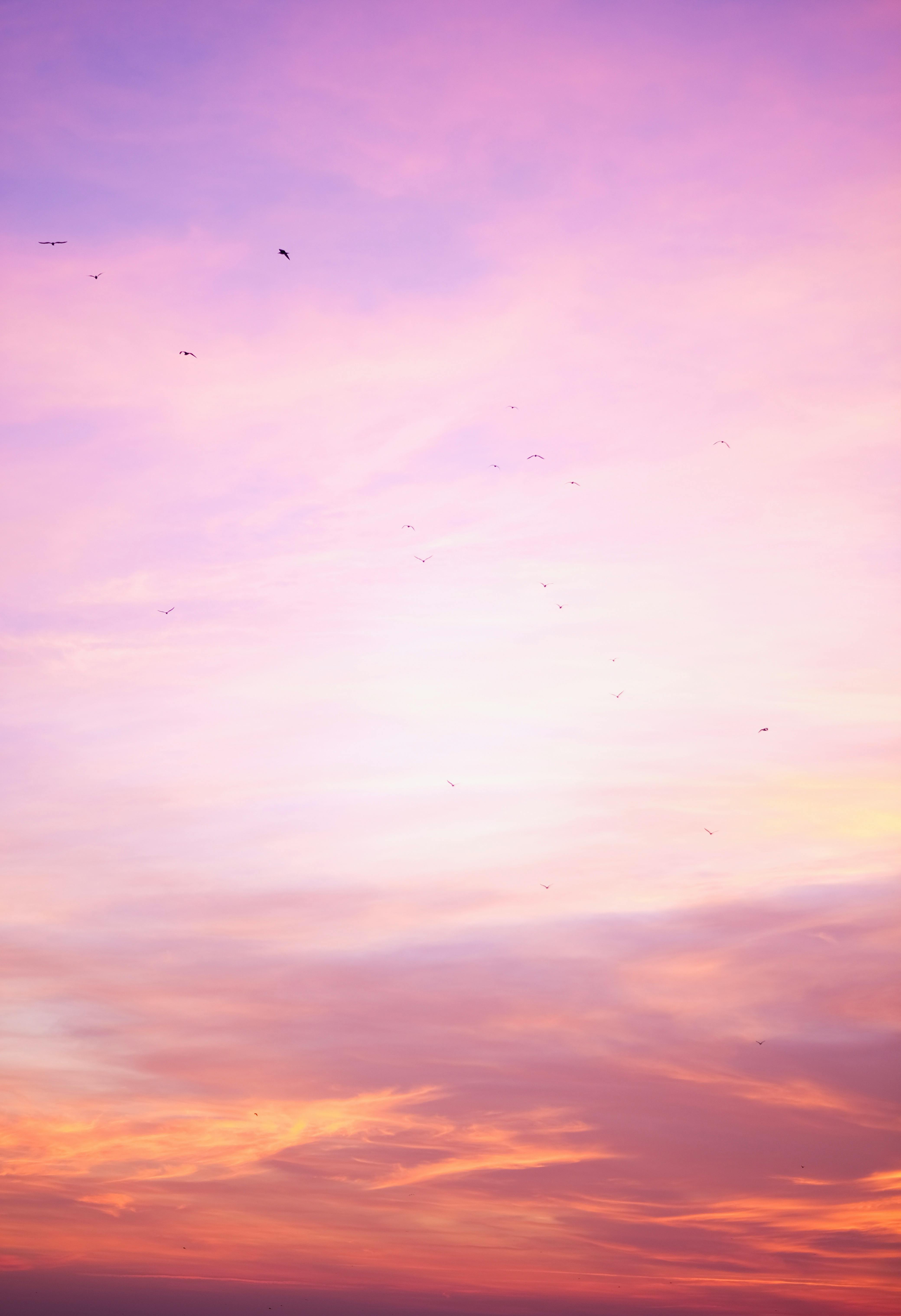 Pink Sunset Sky · Free