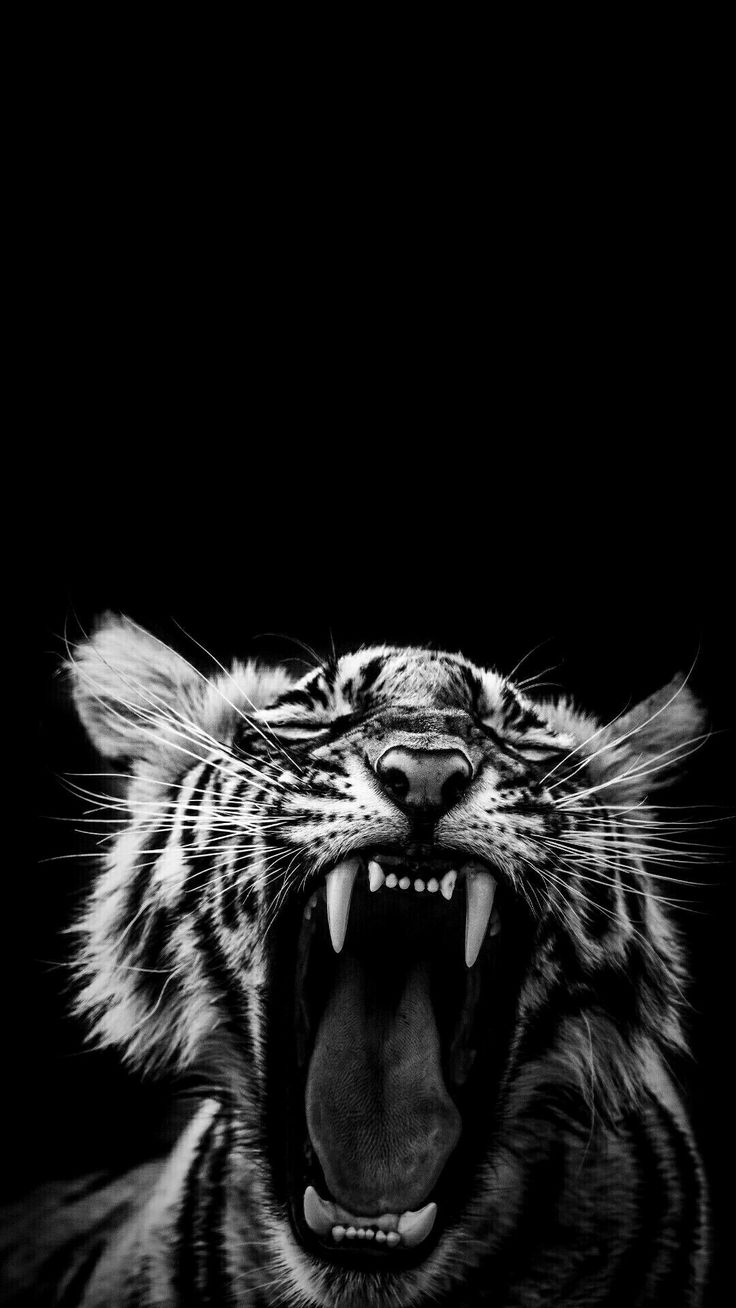 Wild animal wallpaper, Tiger wallpaper