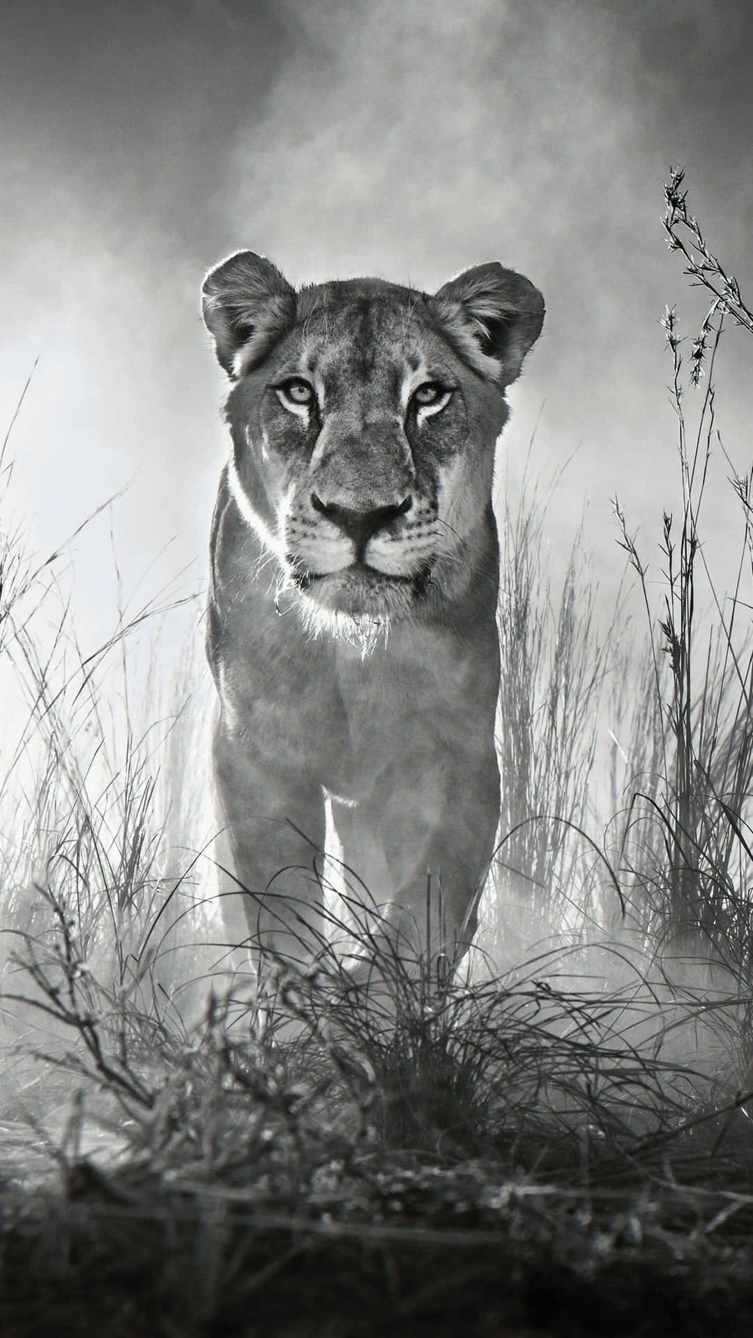 Black And White Animal Wallpaper