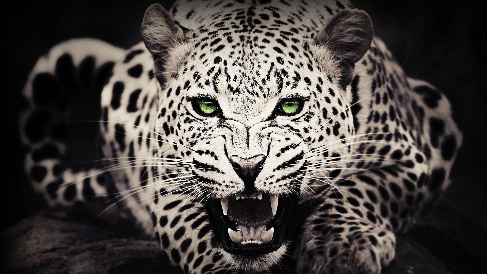 Download Wild Animal Leopard Monochrome