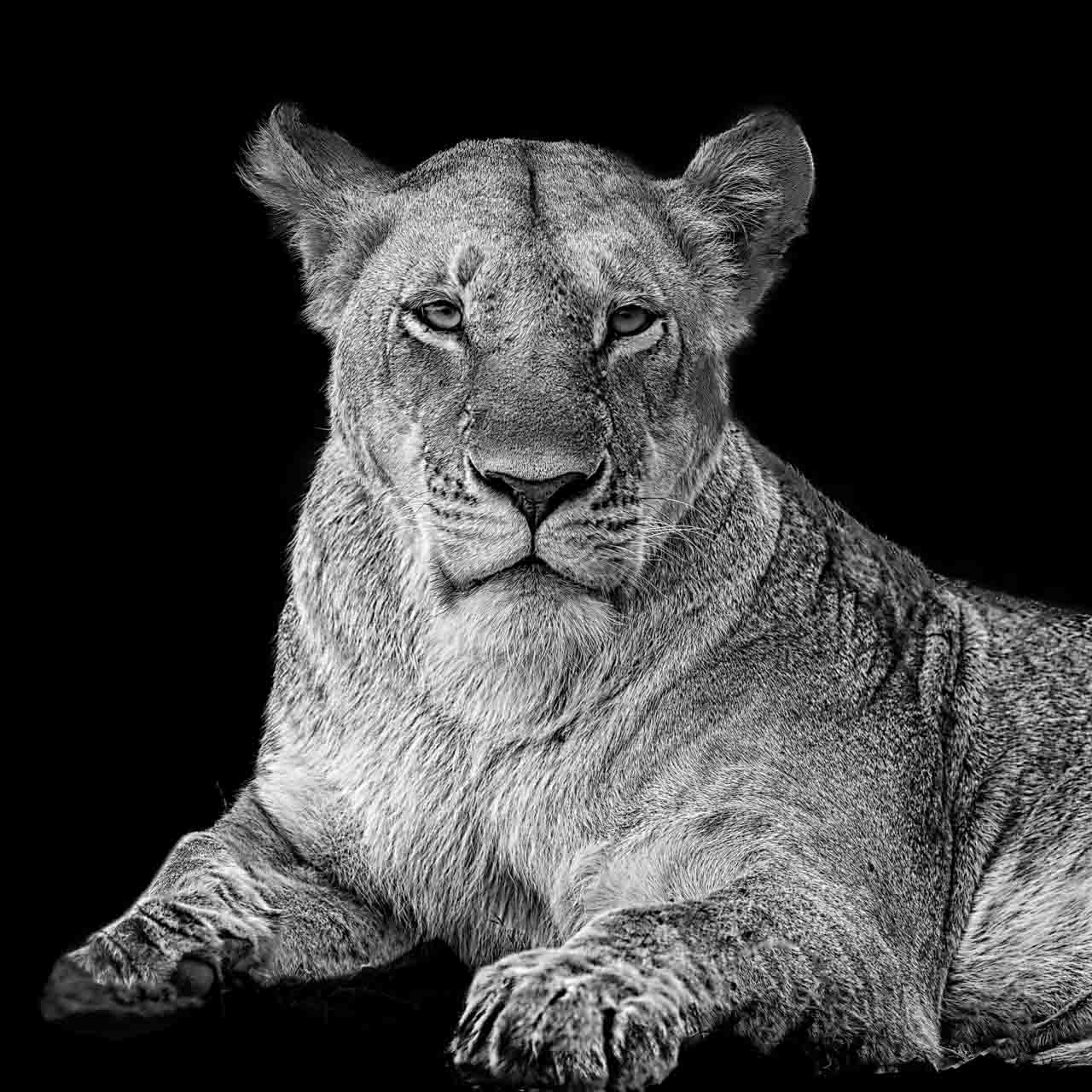 Black And White Wild Animals Wallpapers - Wallpaper Cave