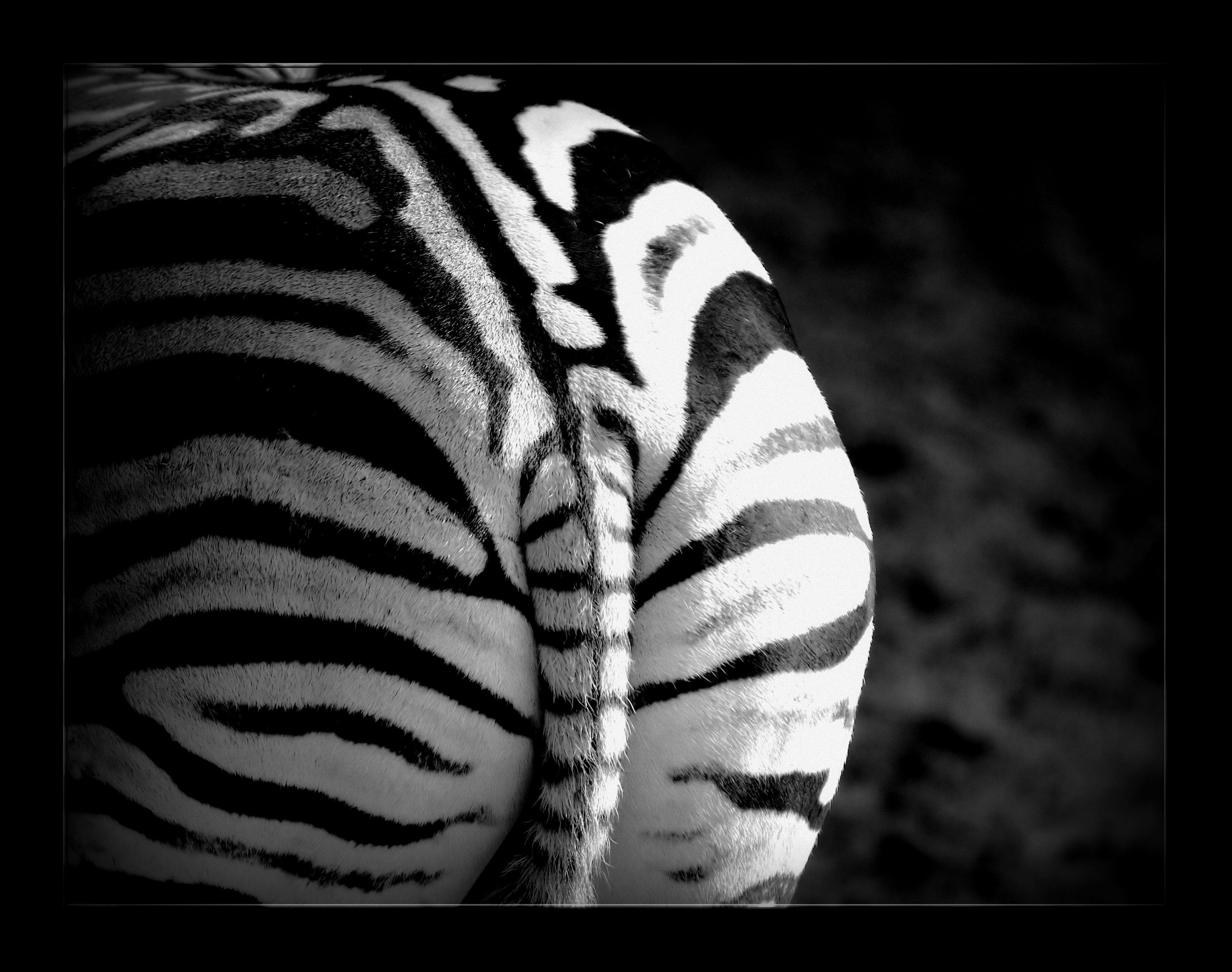 Black And White Wild Animals Wallpapers - Wallpaper Cave
