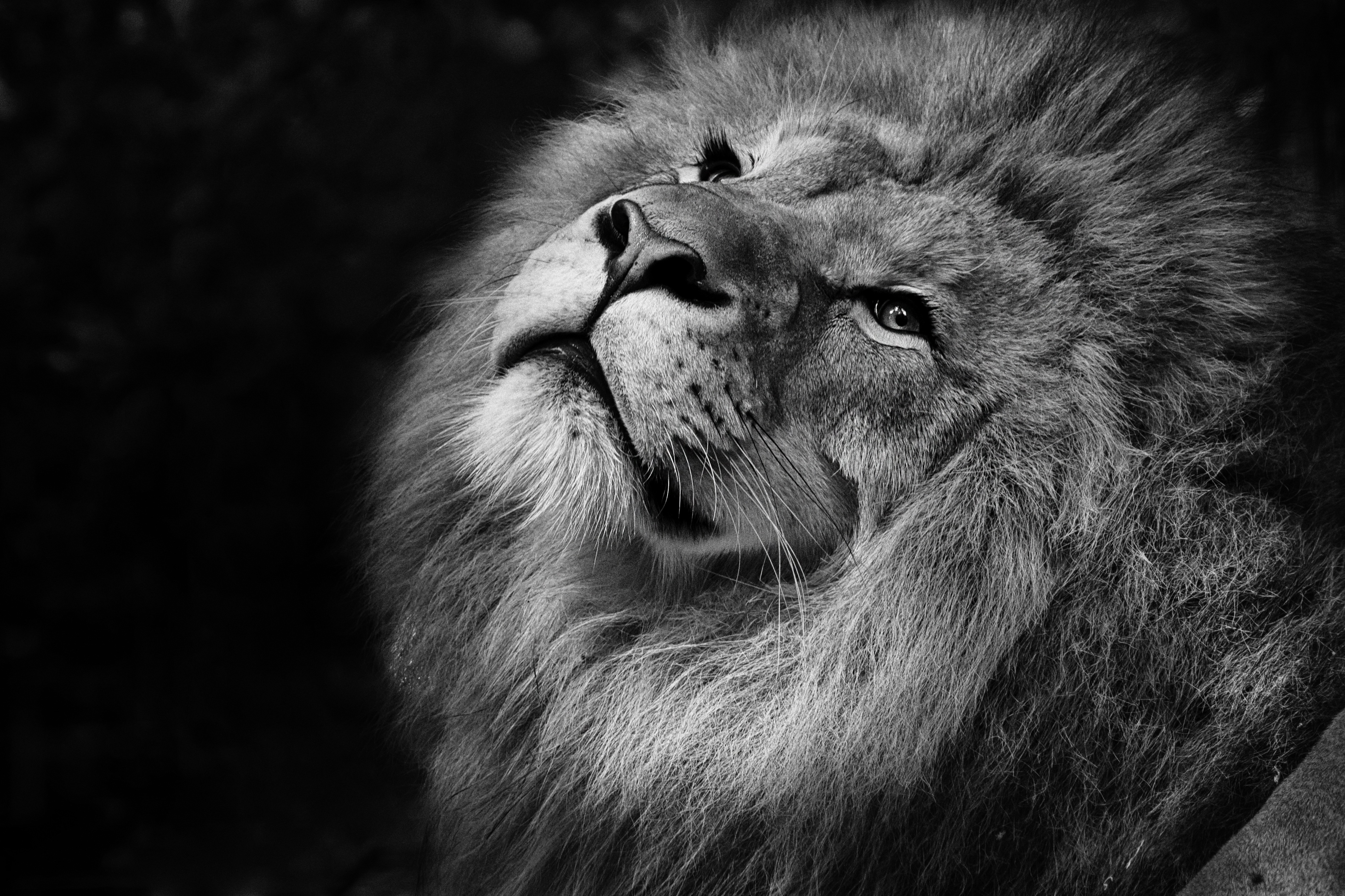 african, animal portrait