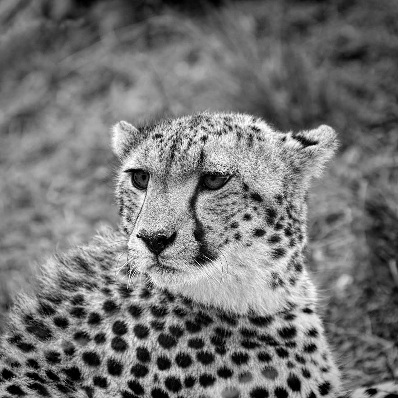 Black and White Wildlife Fine Art