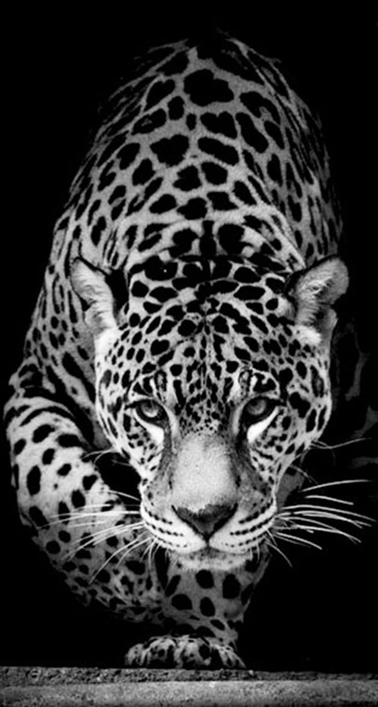 Wild Animal Jaguar IPhone Wallpaper